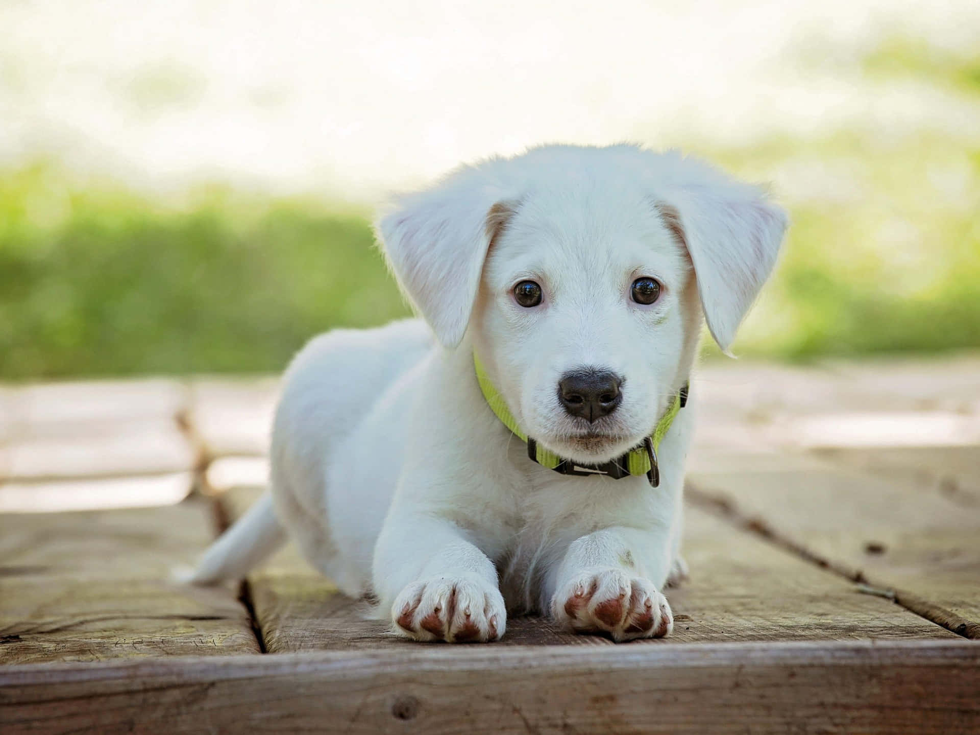 A White Puppy Is Laying On A Wooden Deck