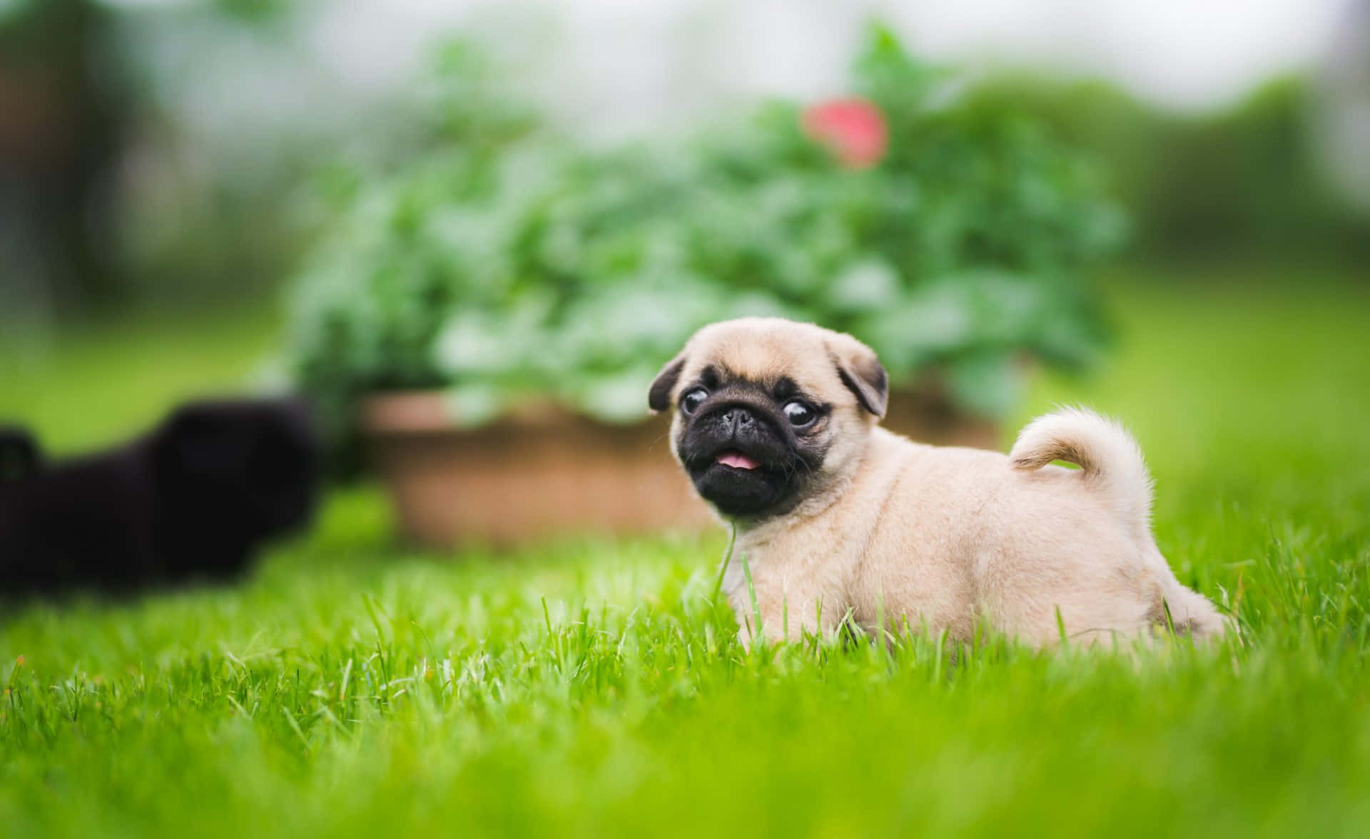 A smiling puppy showing its teeth