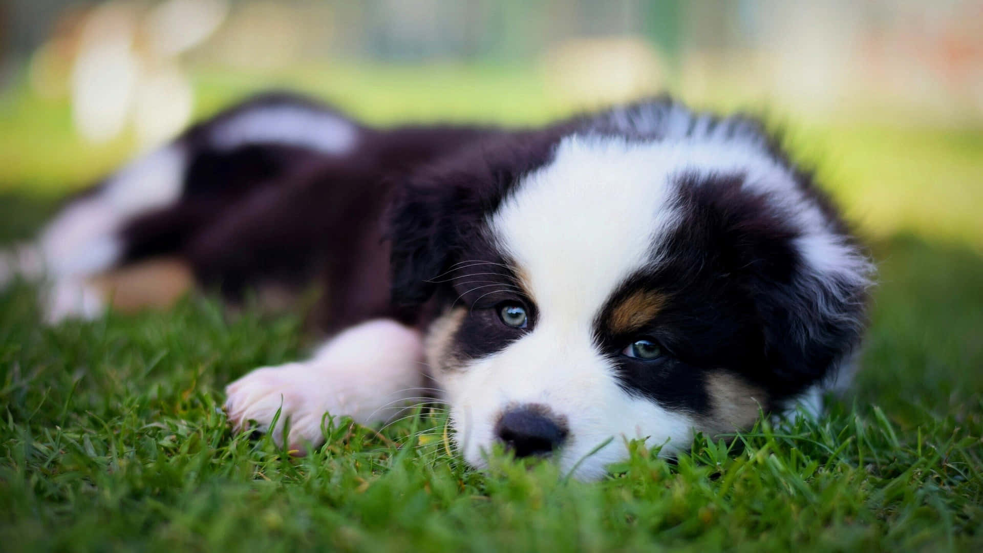 This cute puppy is too adorable!