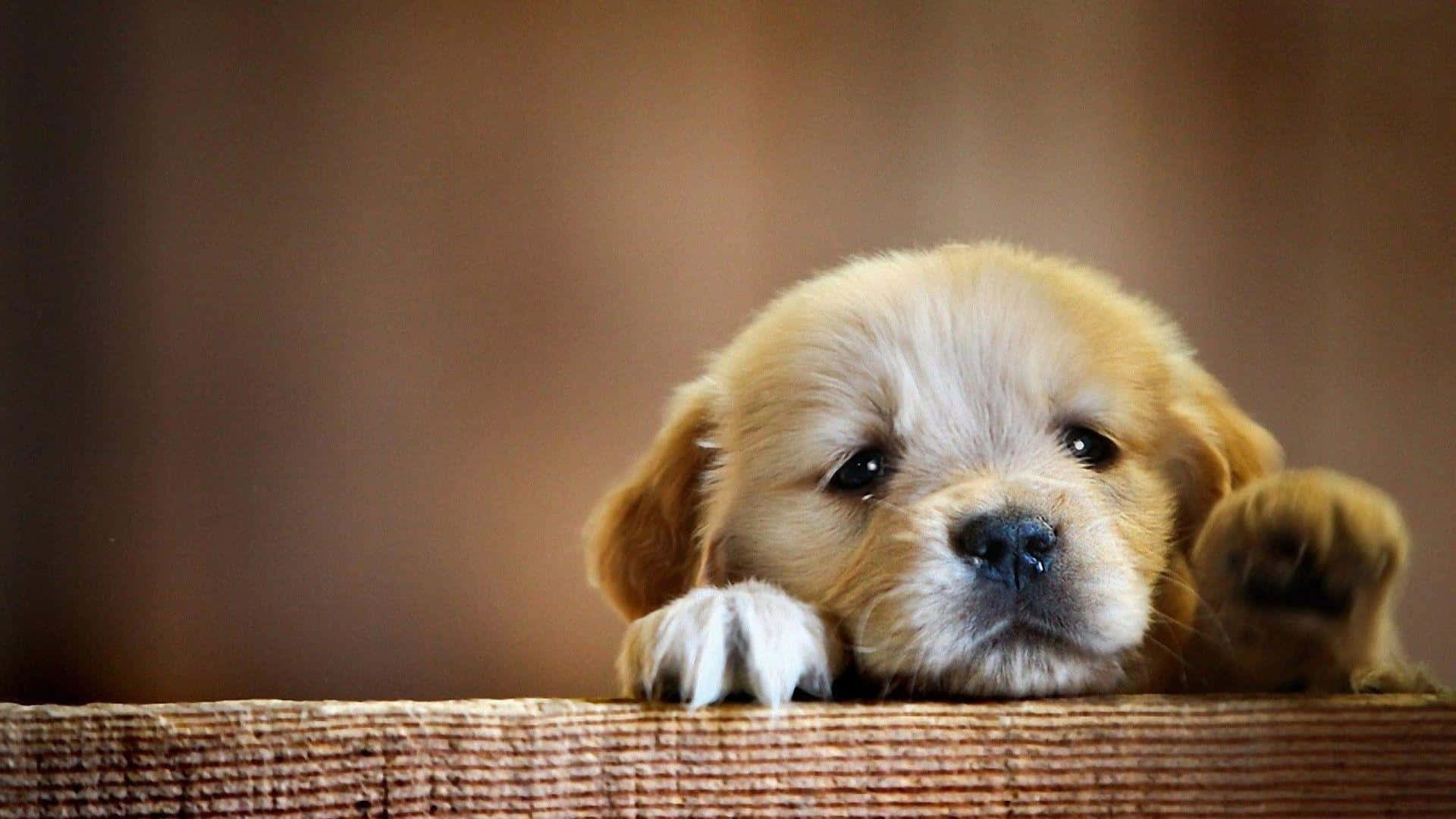 A Puppy Is Looking Over A Wooden Railing