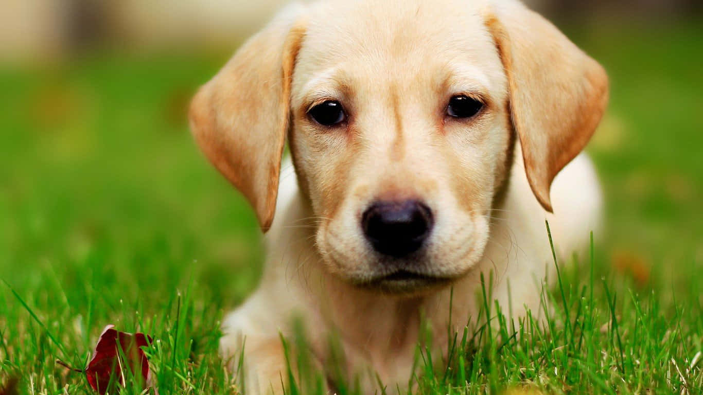 This Darling Cute Puppy Looks Ready For A Day Of Adventure