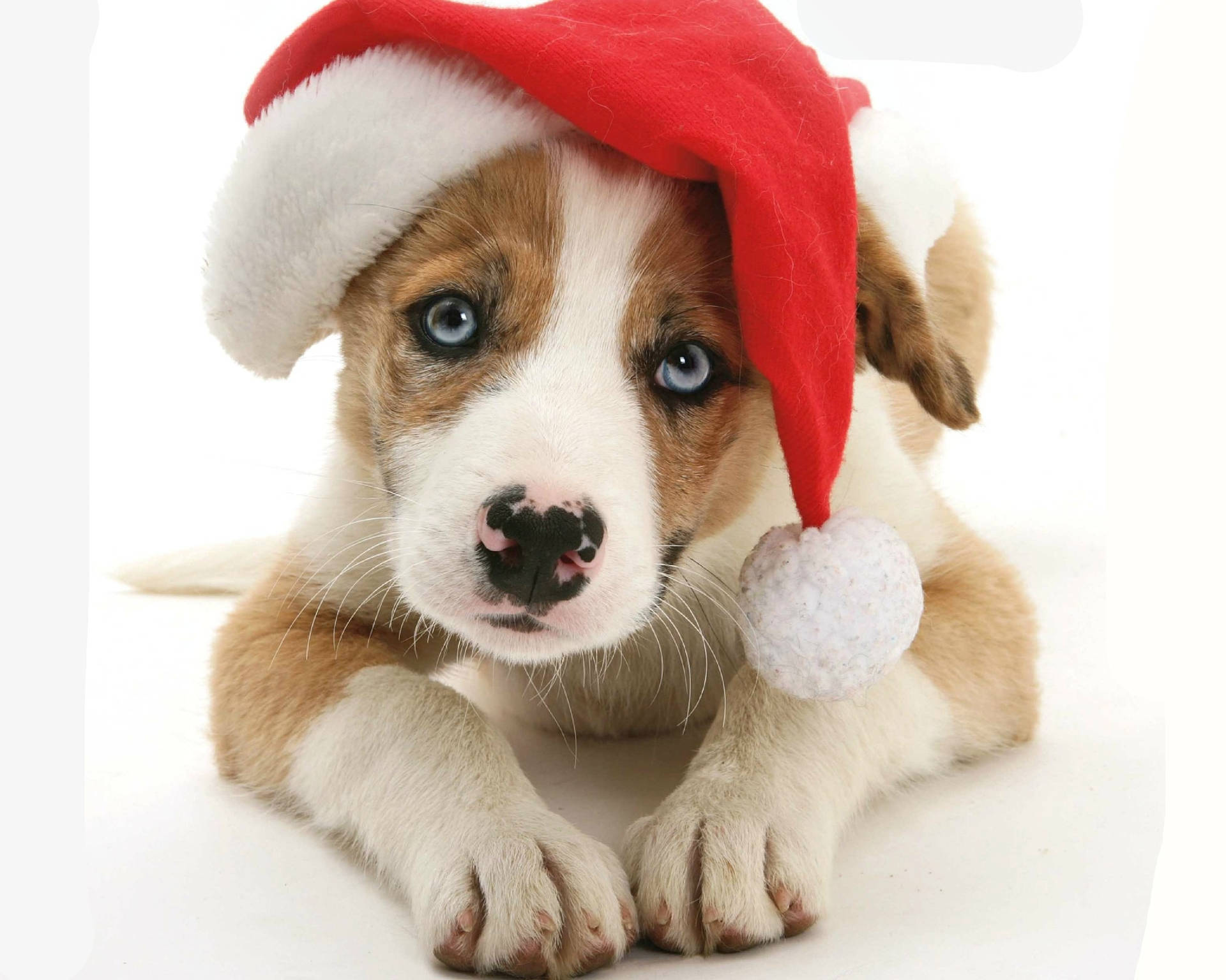 Cute Puppy With Christmas Hat