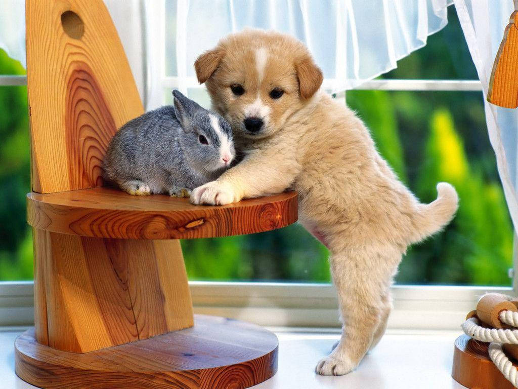 Cute Puppy With Gray Bunny