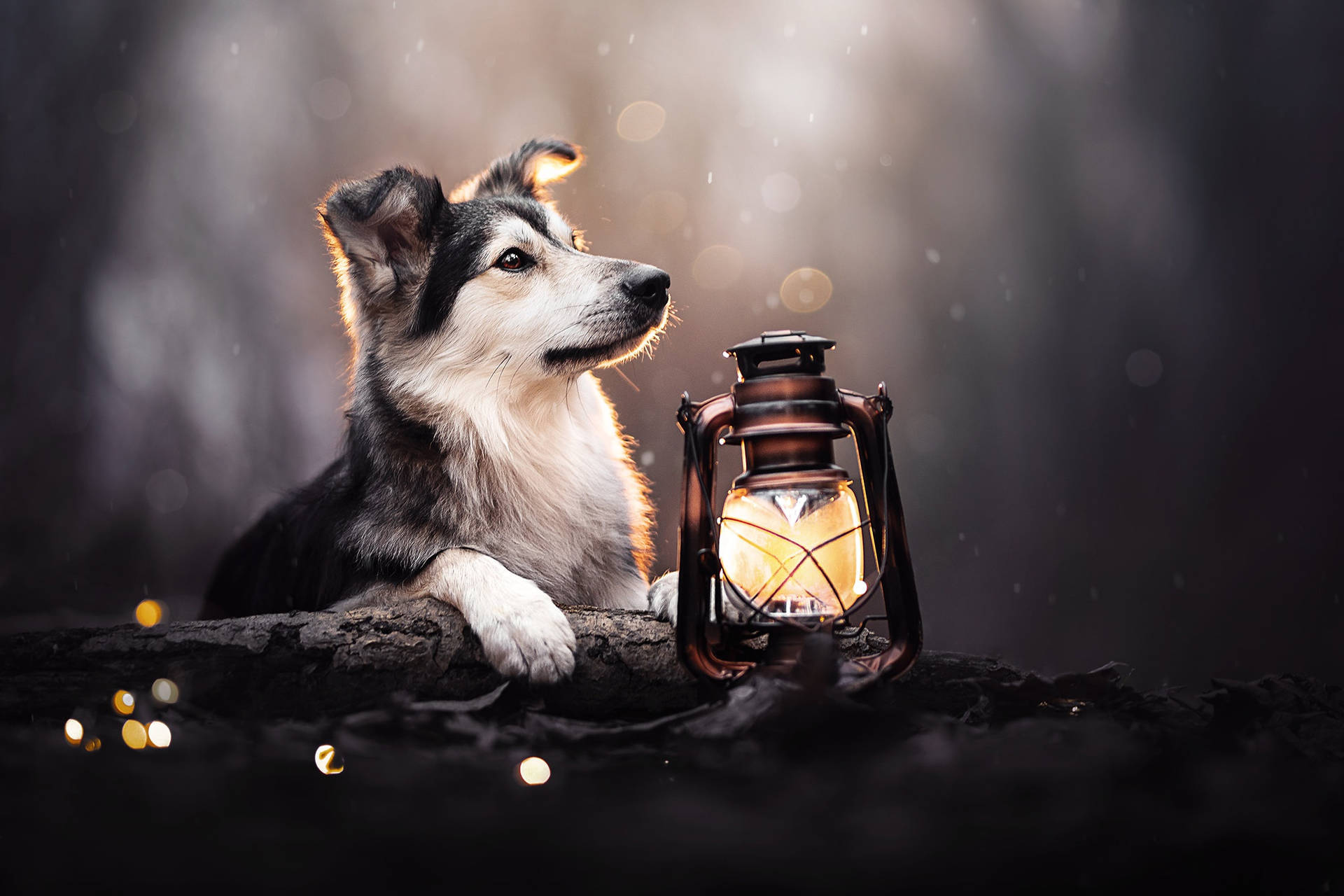Cute Puppy With Lantern