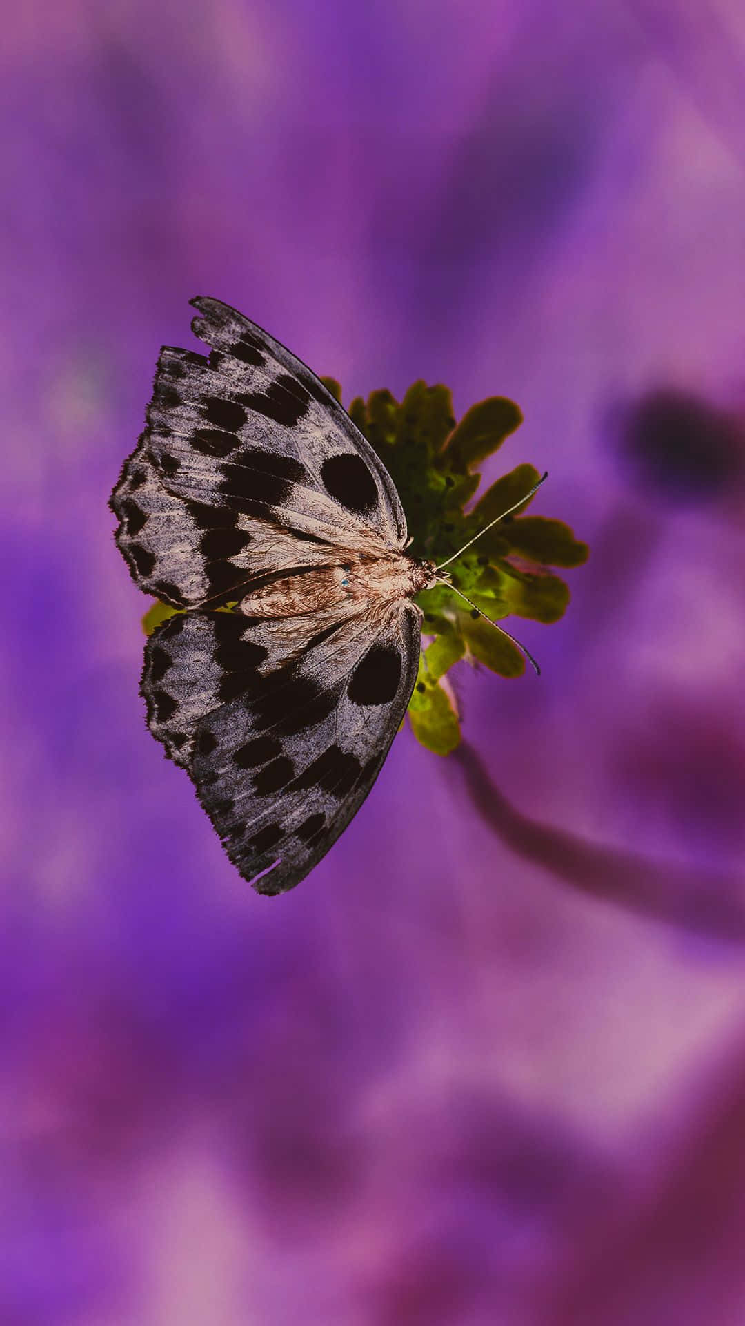 Cute Purple Butterfly On Flower Wallpaper