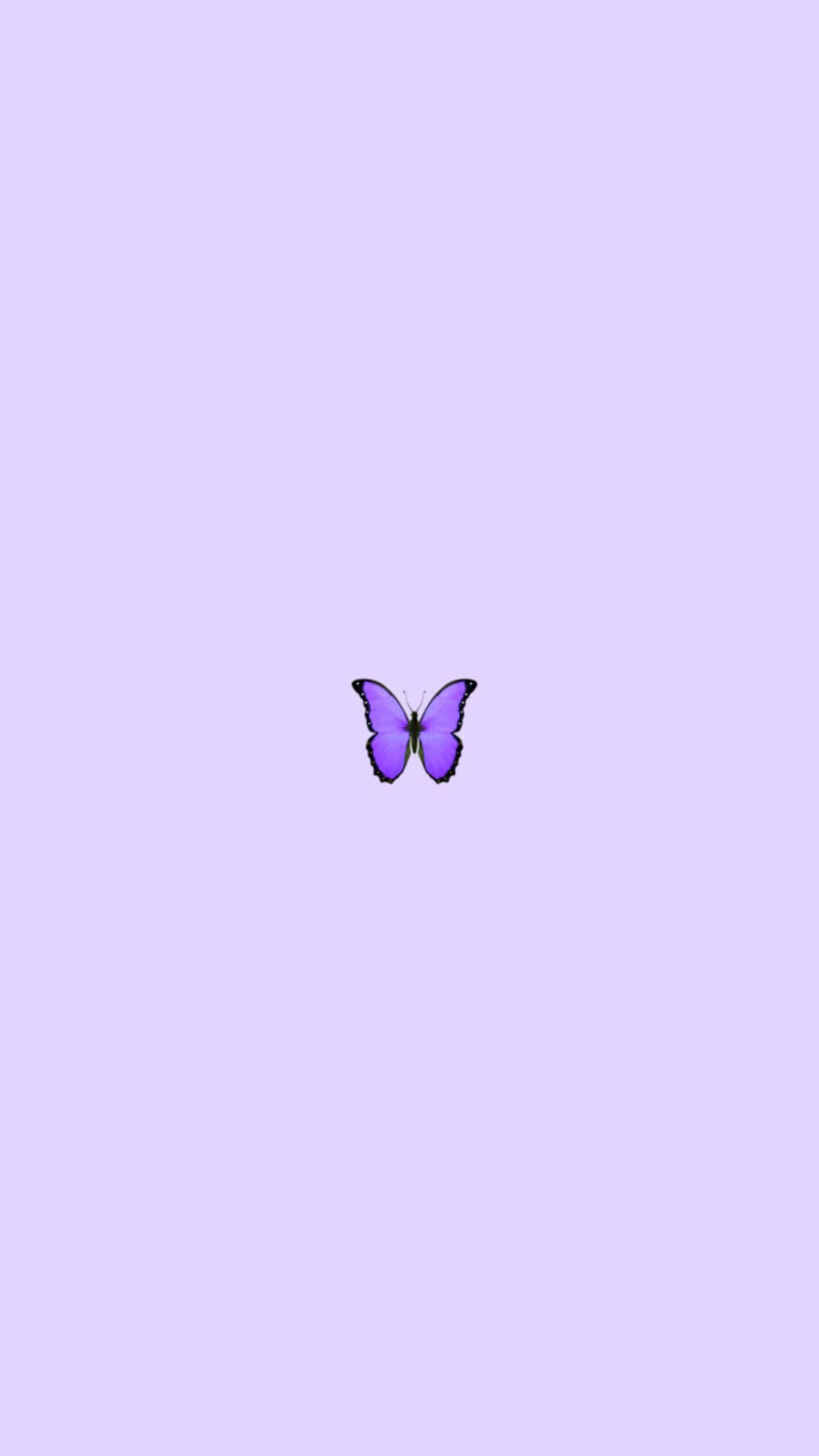 Download Cute Purple Butterfly Wallpaper 