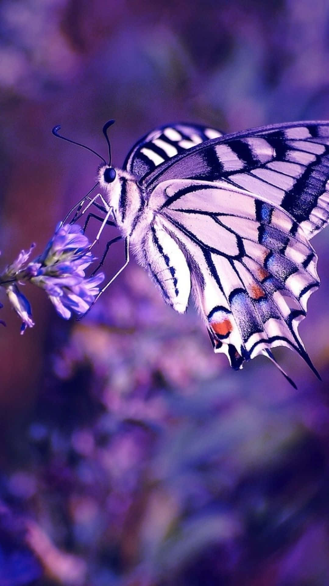 Et smukt og levende lilla sommerfugl hviler på en blomst. Wallpaper