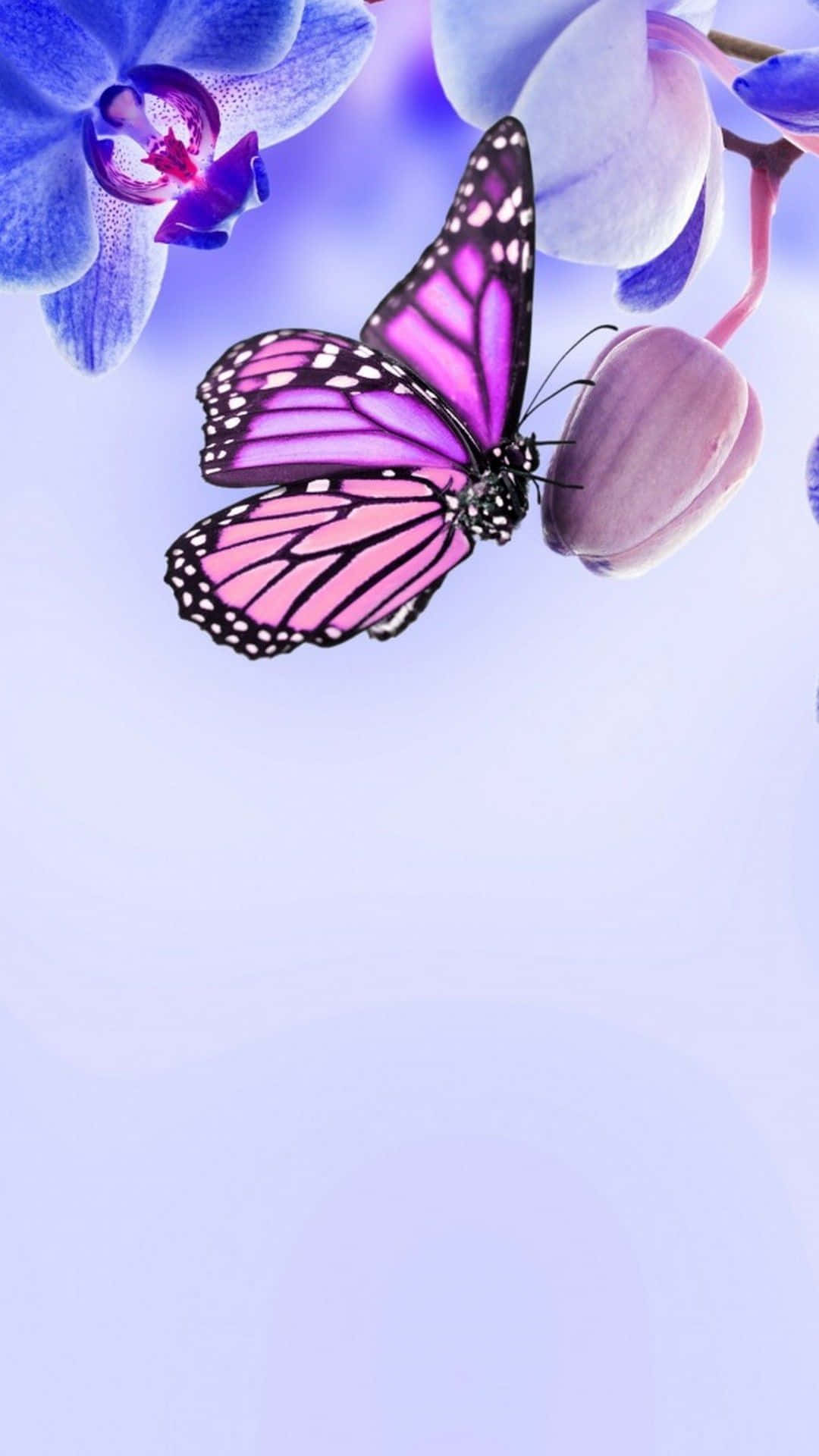 Colorful Cute Purple Butterfly Wallpaper