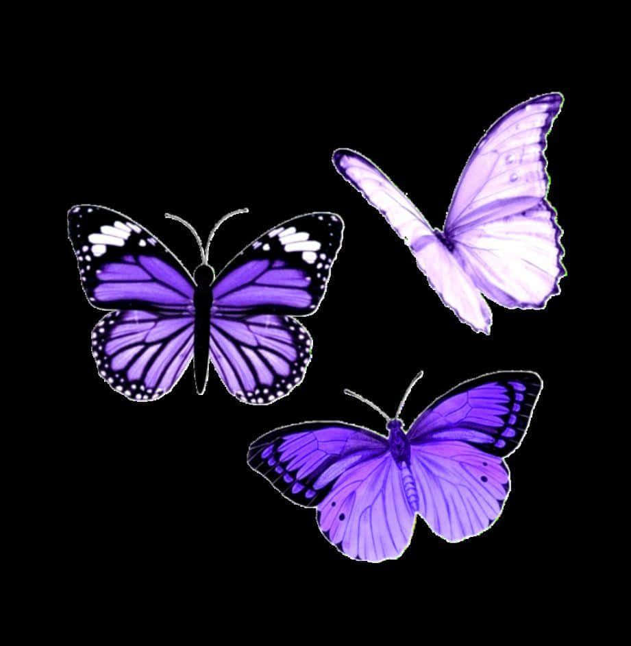 Cute Purple Butterfly Black Wallpaper