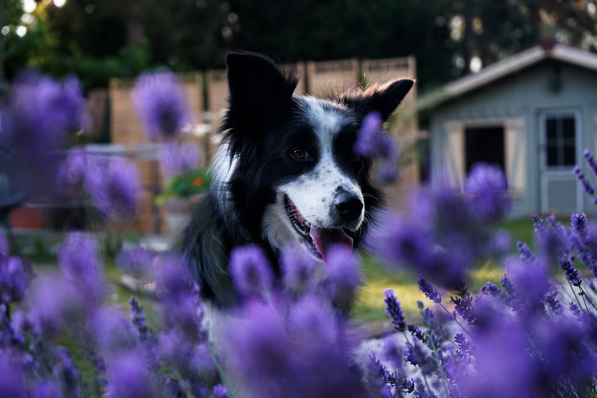 Cute Purple Dog Wallpaper