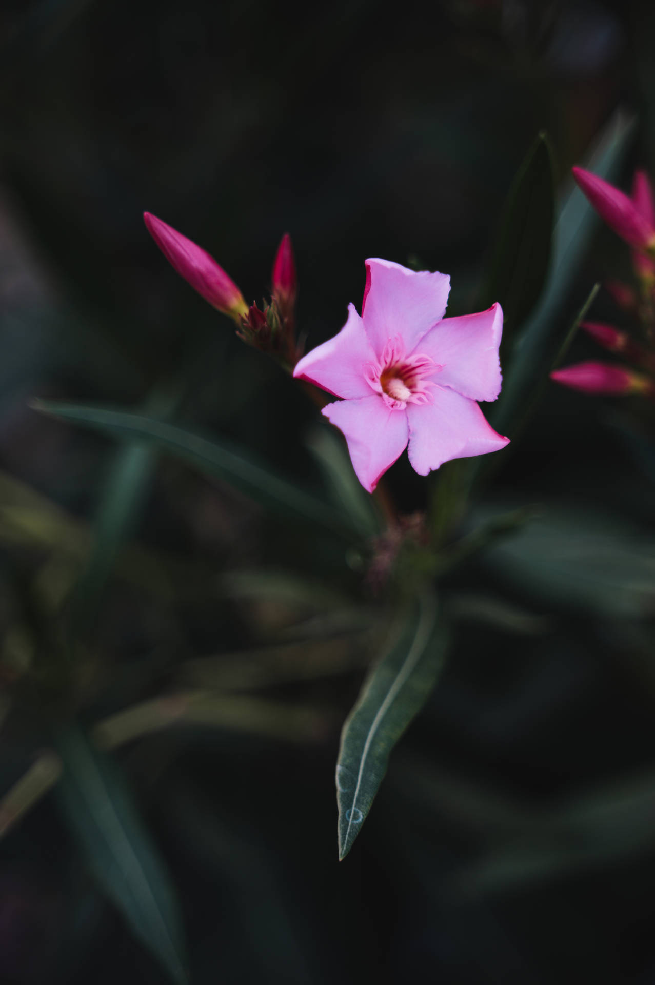 Florecitalinda De Color Morado Y Rosa. Fondo de pantalla