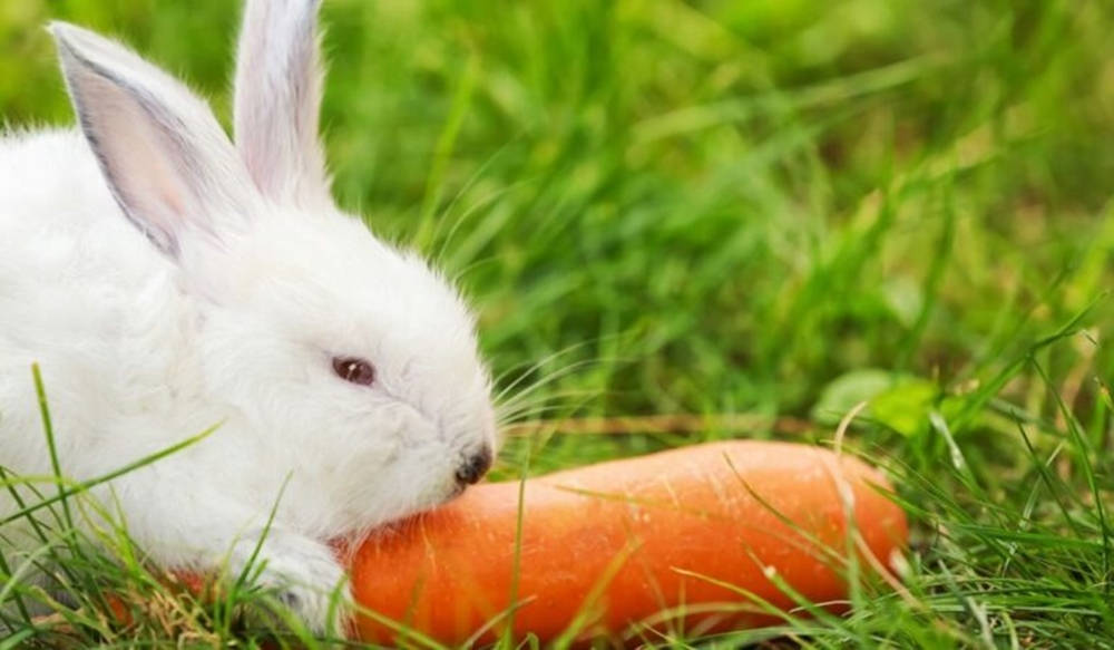 Conigliocarino Che Mangia Una Carota D'arancia, Radice Vegetale. Sfondo