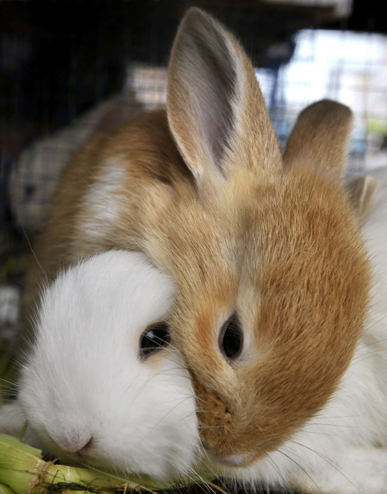 Søde kaniner krammer maleriske nelliker