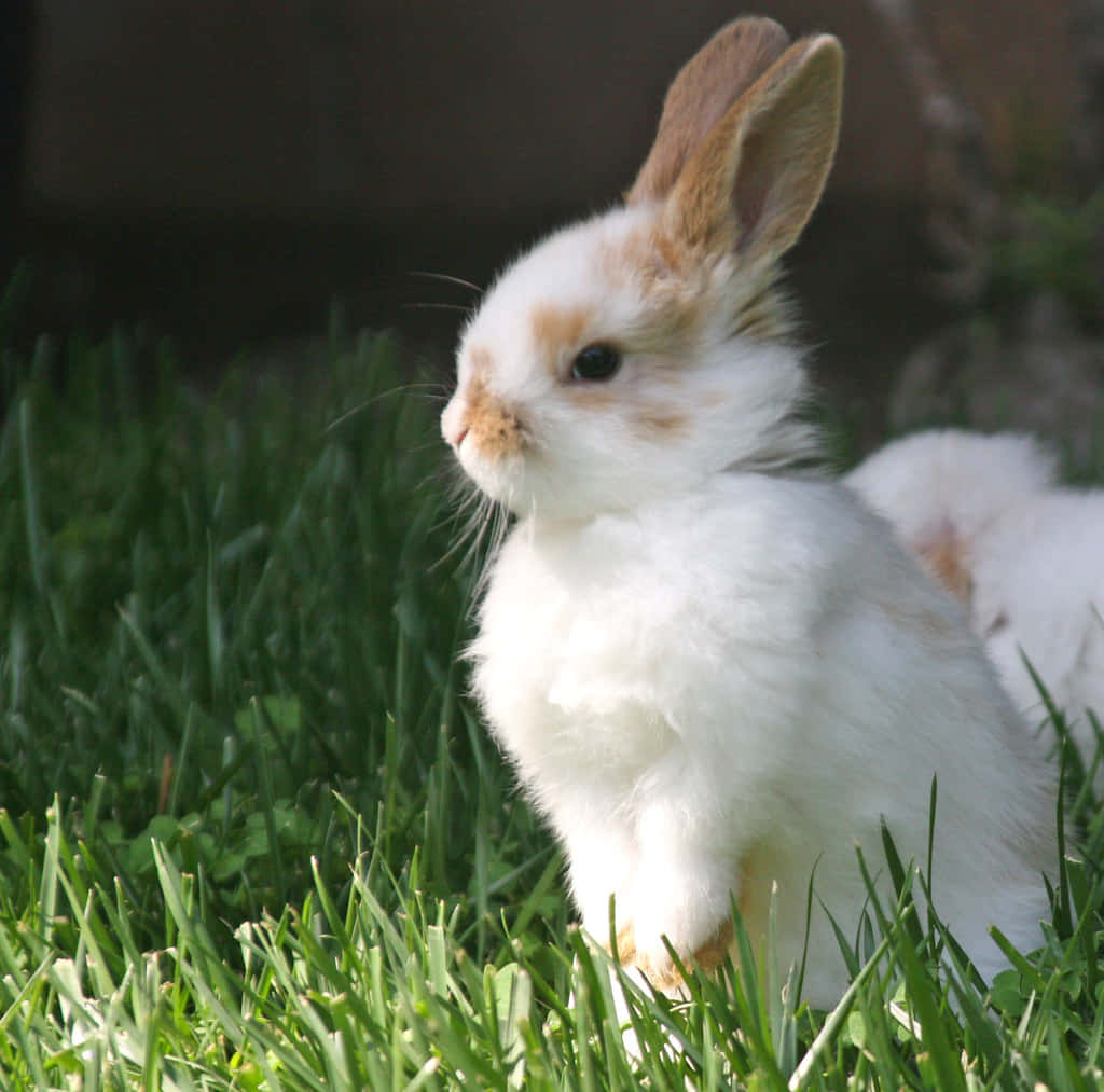 Sød kanin observerer billeder af naturen