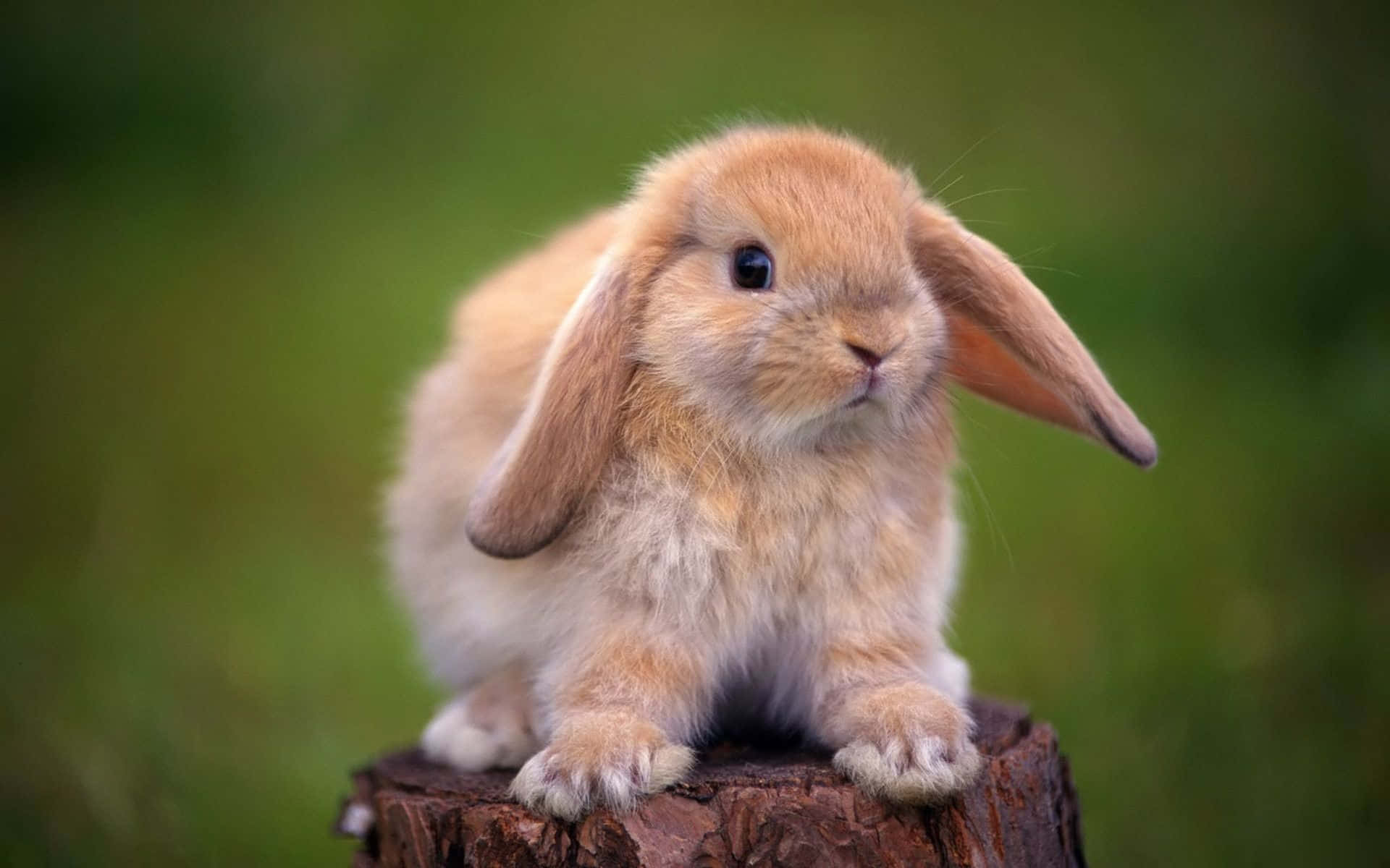 Cute Rabbit On Log Pictures