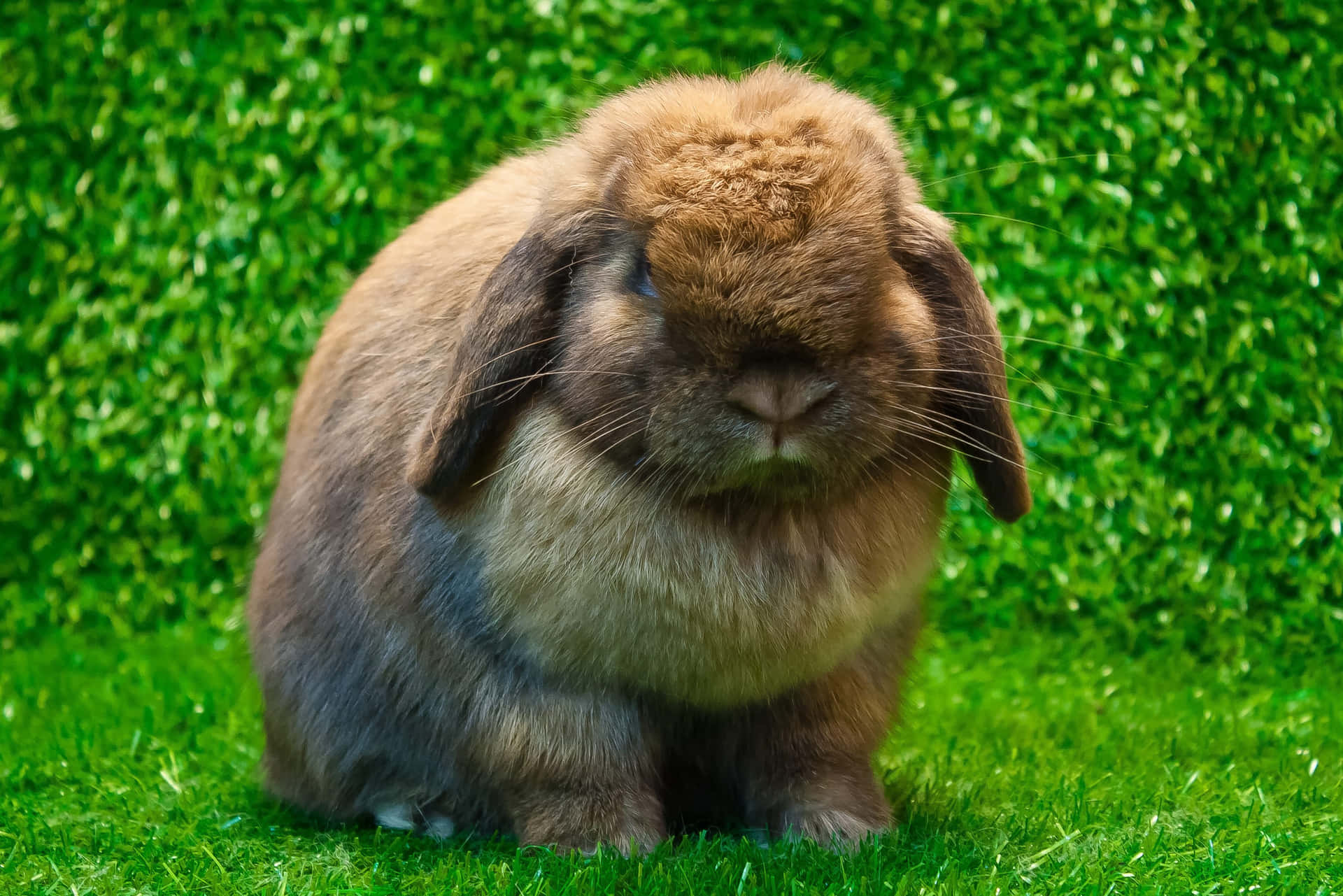 Cute Fat Rabbit Pictures