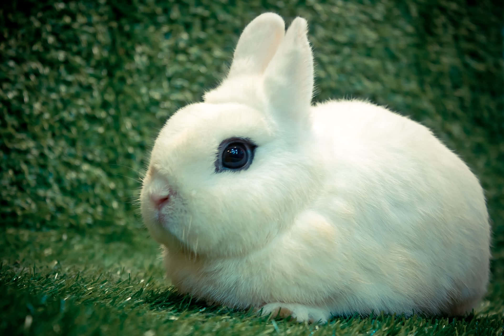 Cute Fat Rabbit Pictures