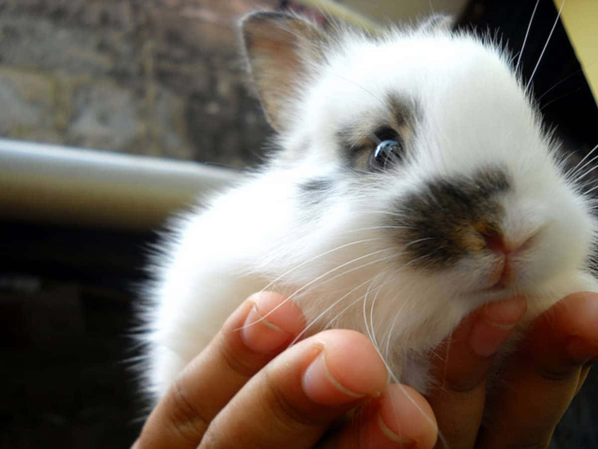 Søde kanin på hånd billeder
