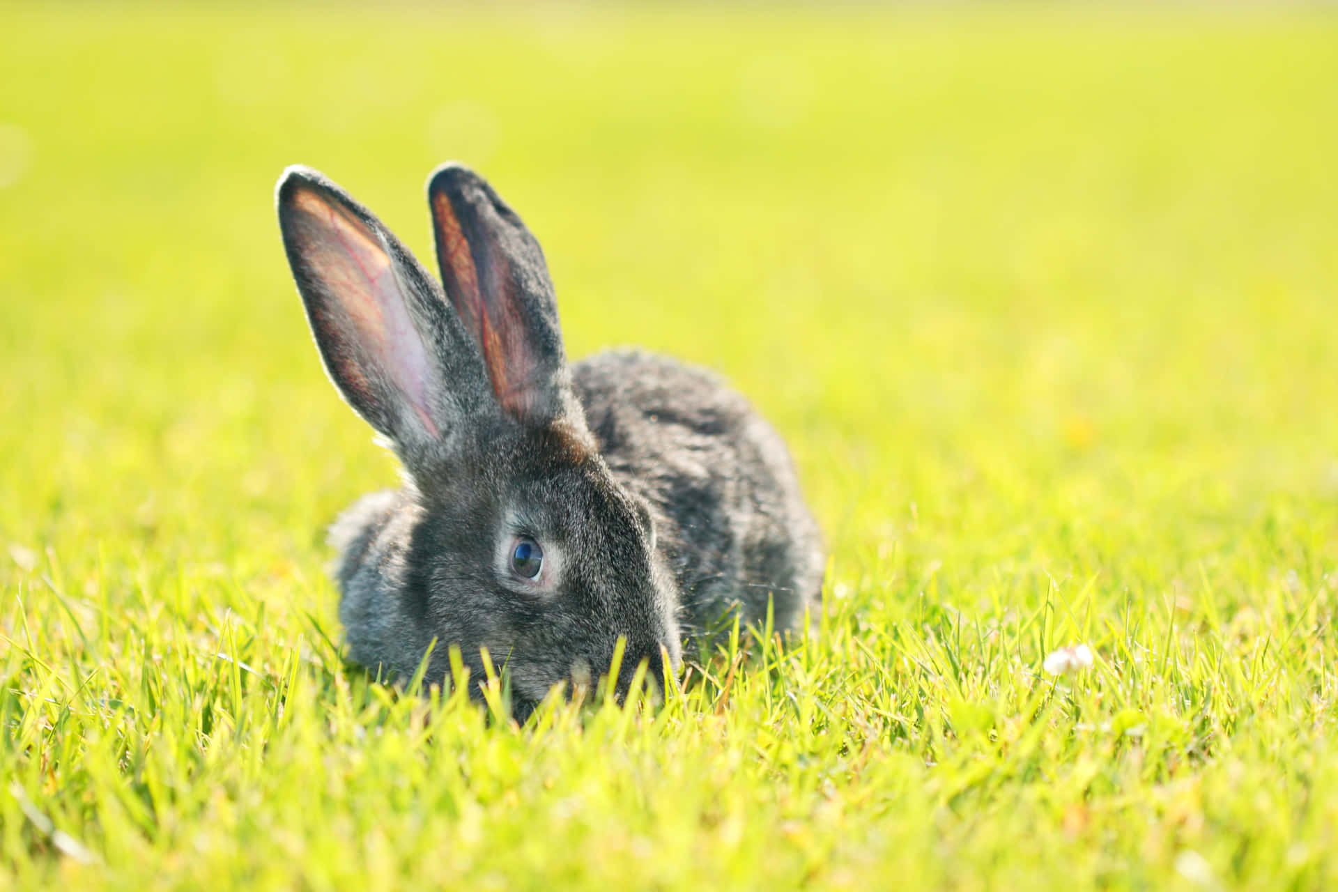 Cute Rabbit Pictures