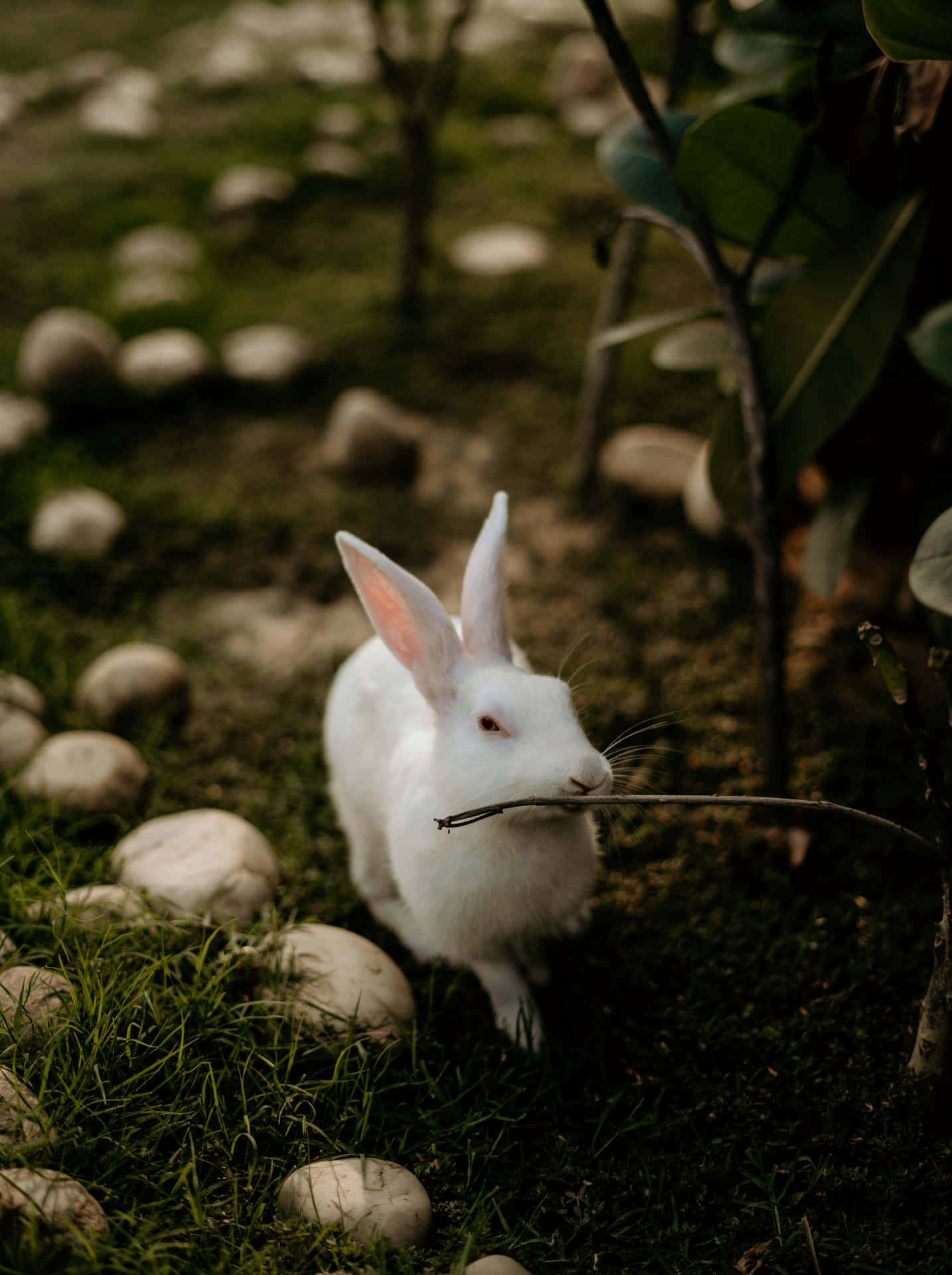 Søde Kanin Med Pind Billeder På Blå Baggrund