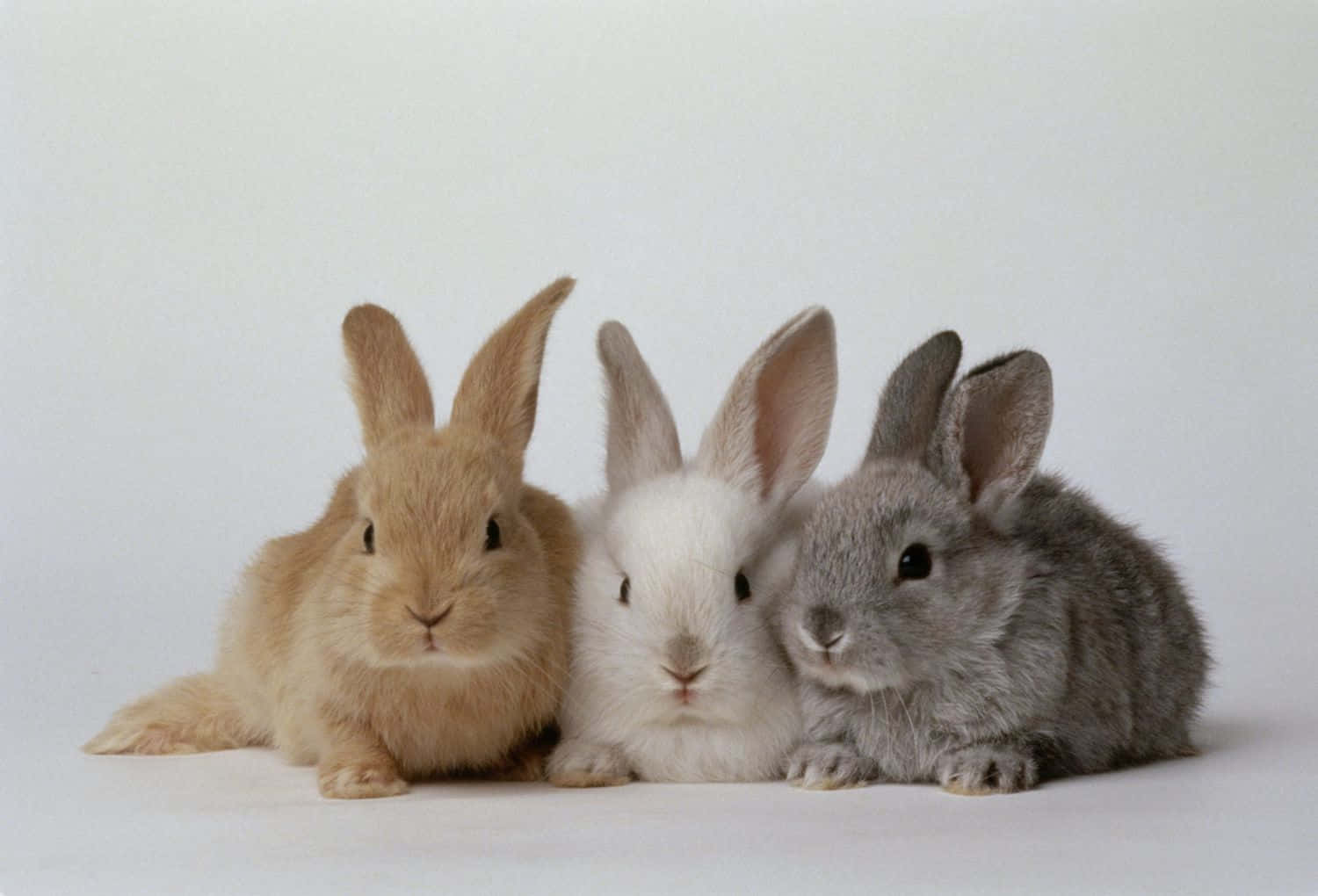 Tapete: Søde Kaniner Billeder Tapet