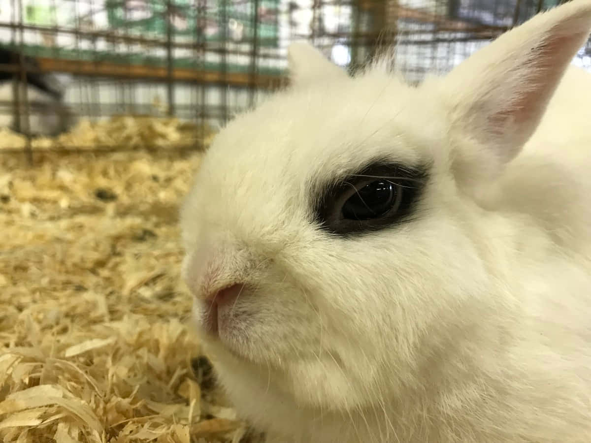 Cute Rabbit Closeup Pictures
