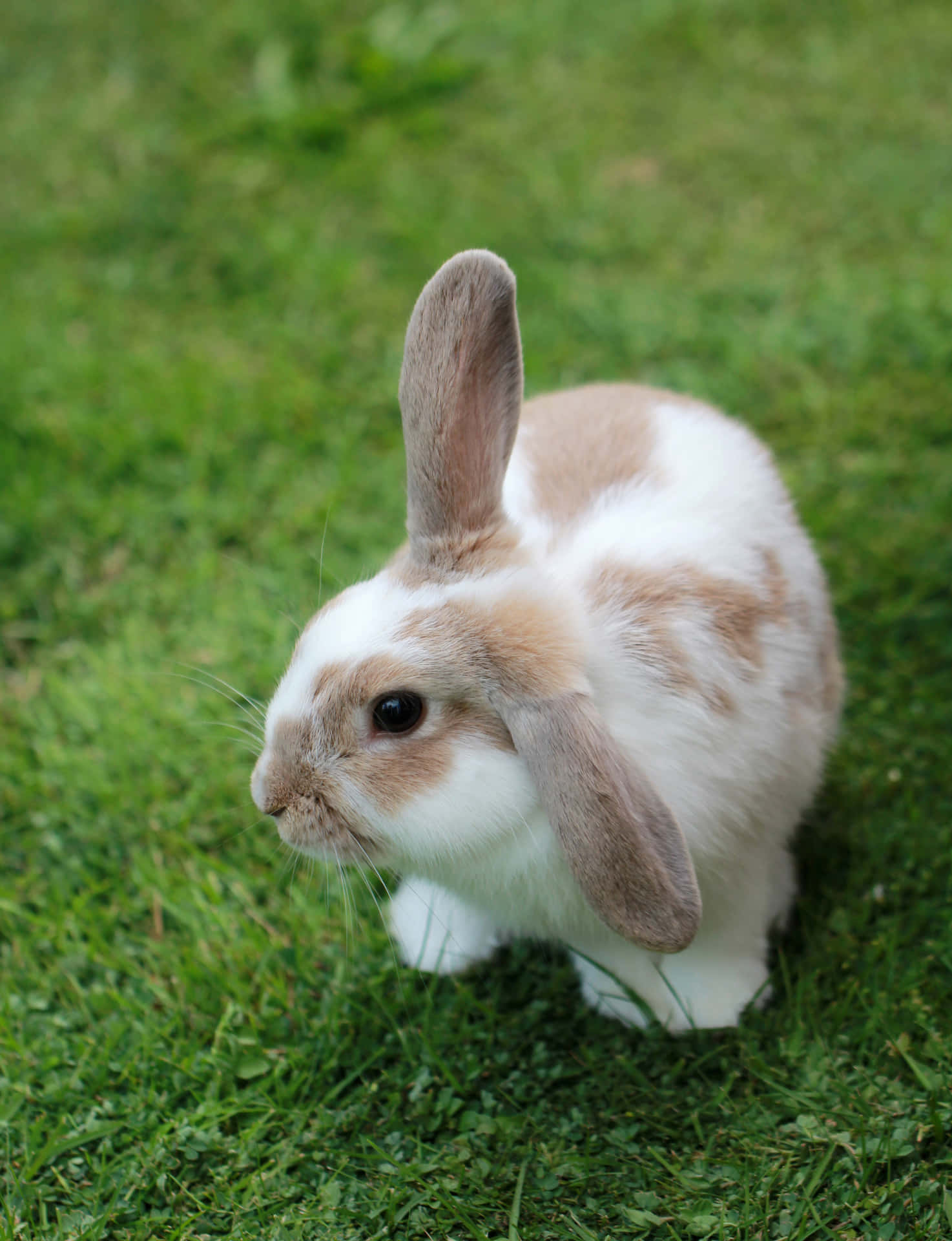 Søde Kanin På Græs Billeder