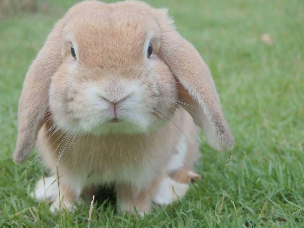 Cute Rabbit Pictures