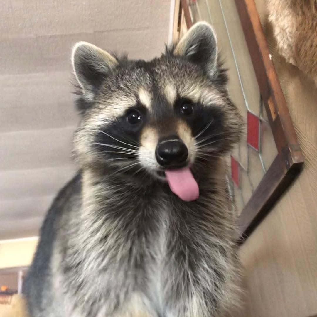 Cute Raccoon Long Tongue Out Picture