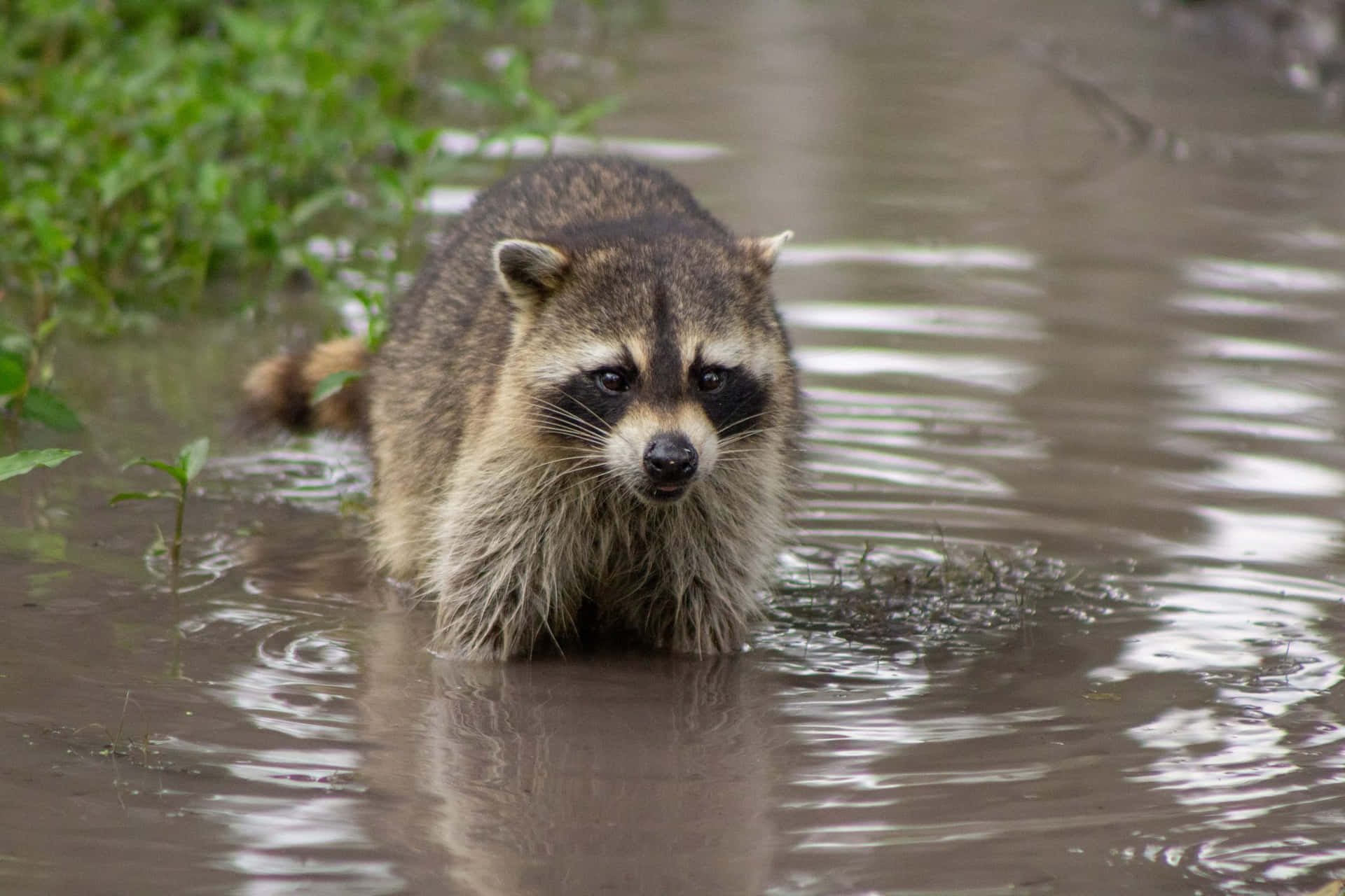 Cute Raccoon In A Pond Picture
