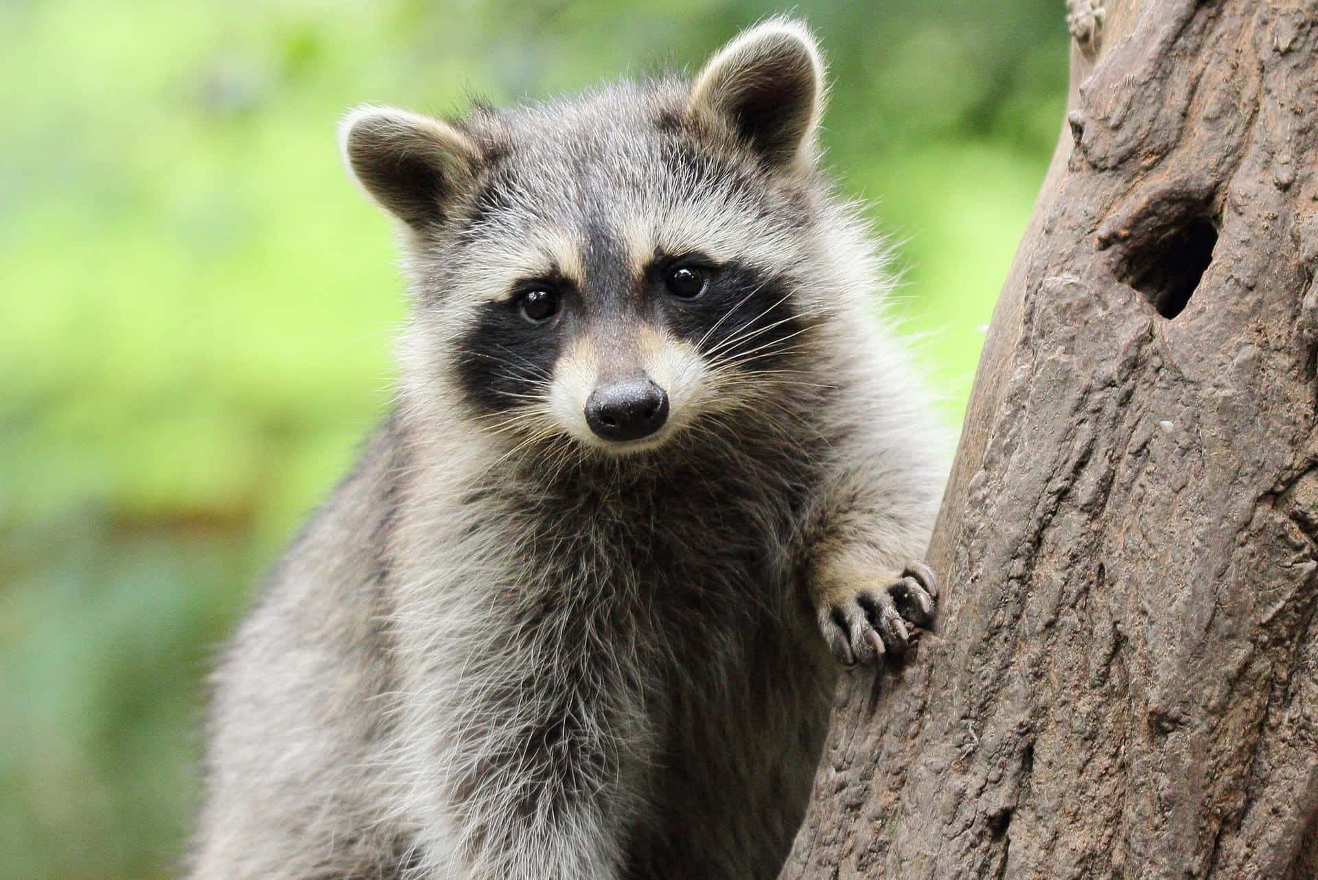 Ash Grey Cute Raccoon On Tree Picture