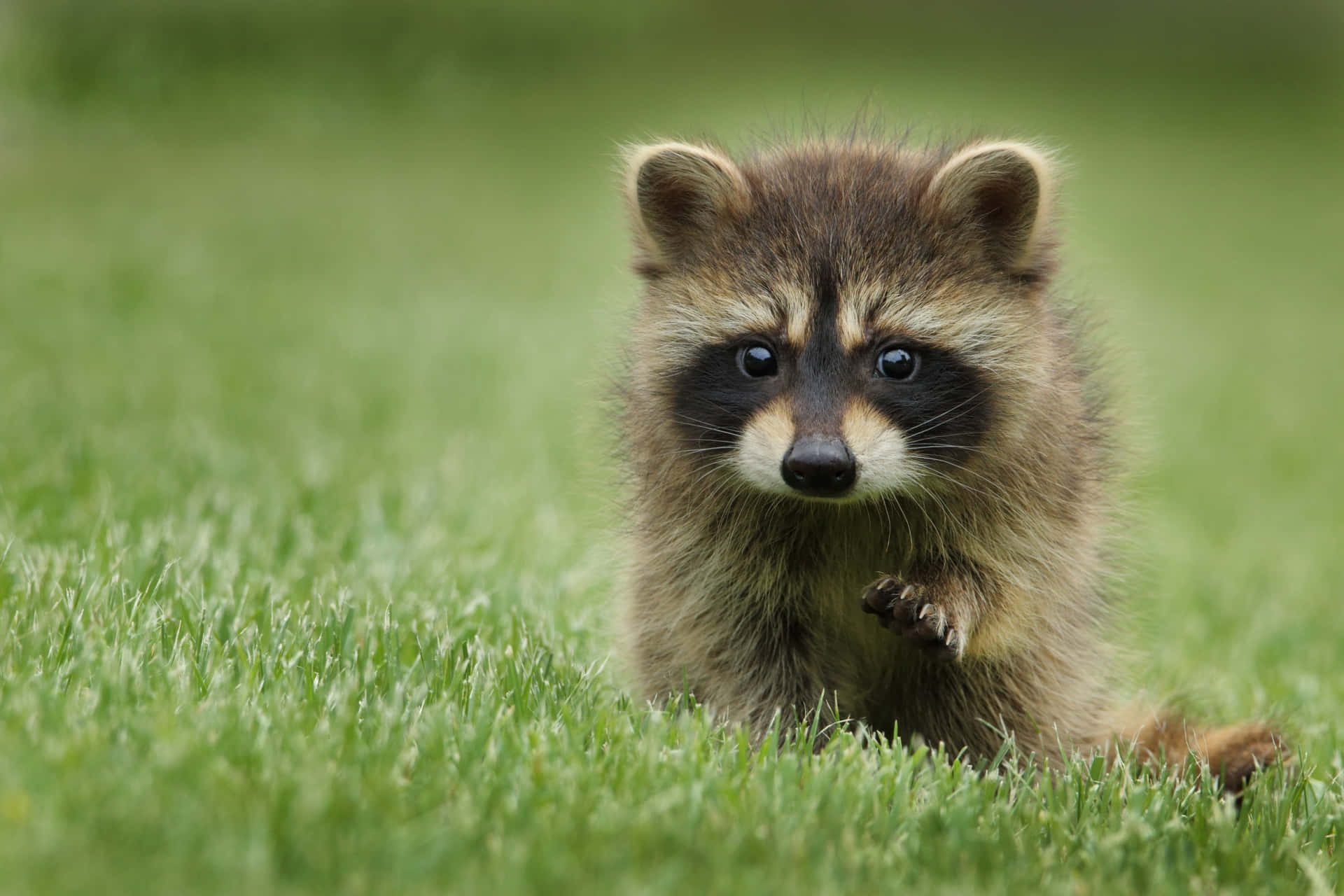 Baby Cute Raccoon Sitting On Grass Picture