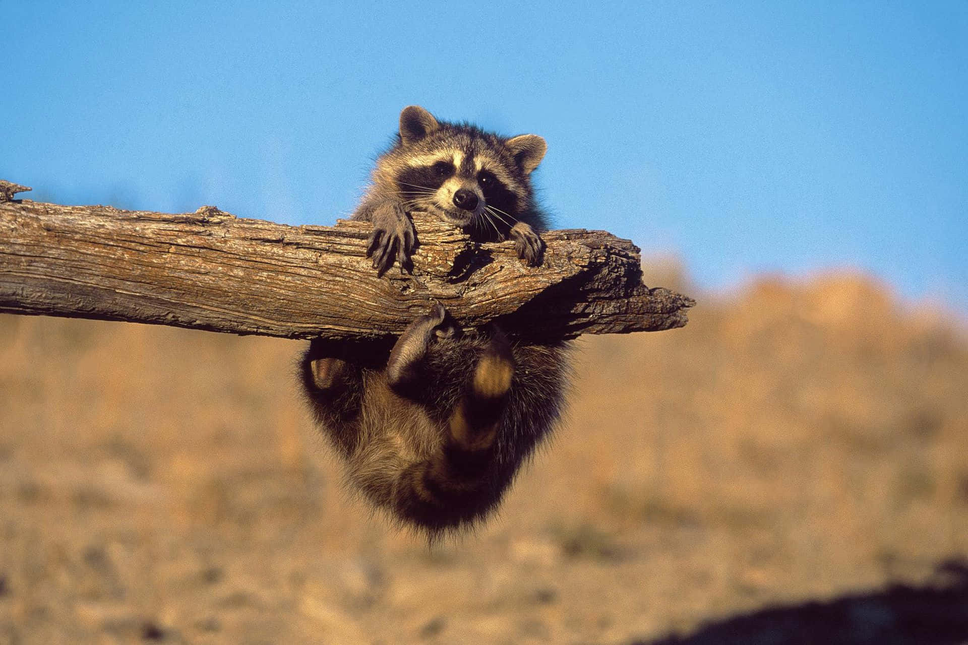 Cute Raccoon Climbing Tree Branch Picture