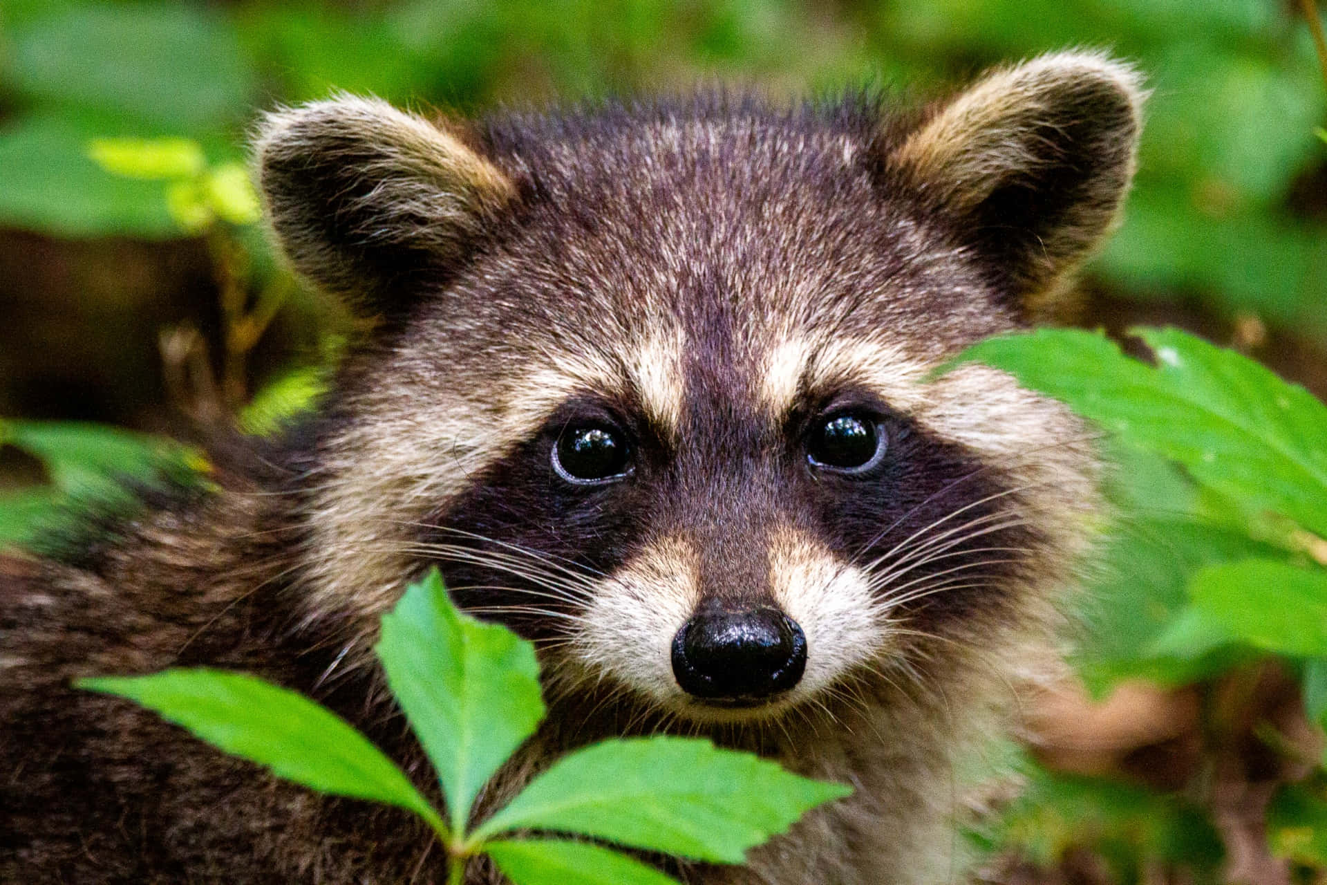 Cute Raccoon With Leaves Picture