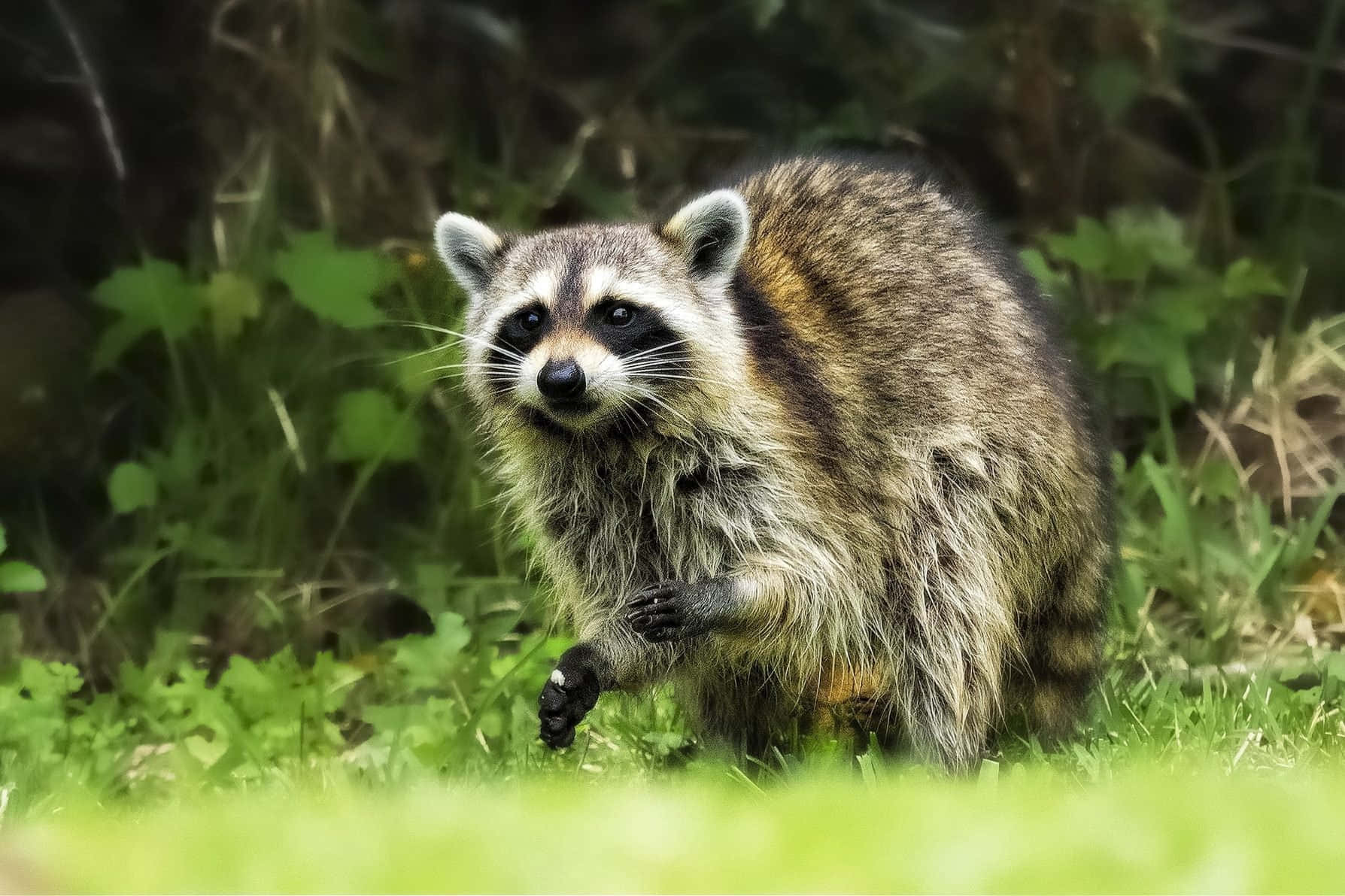 Scared Cute Raccoon Grass Picture