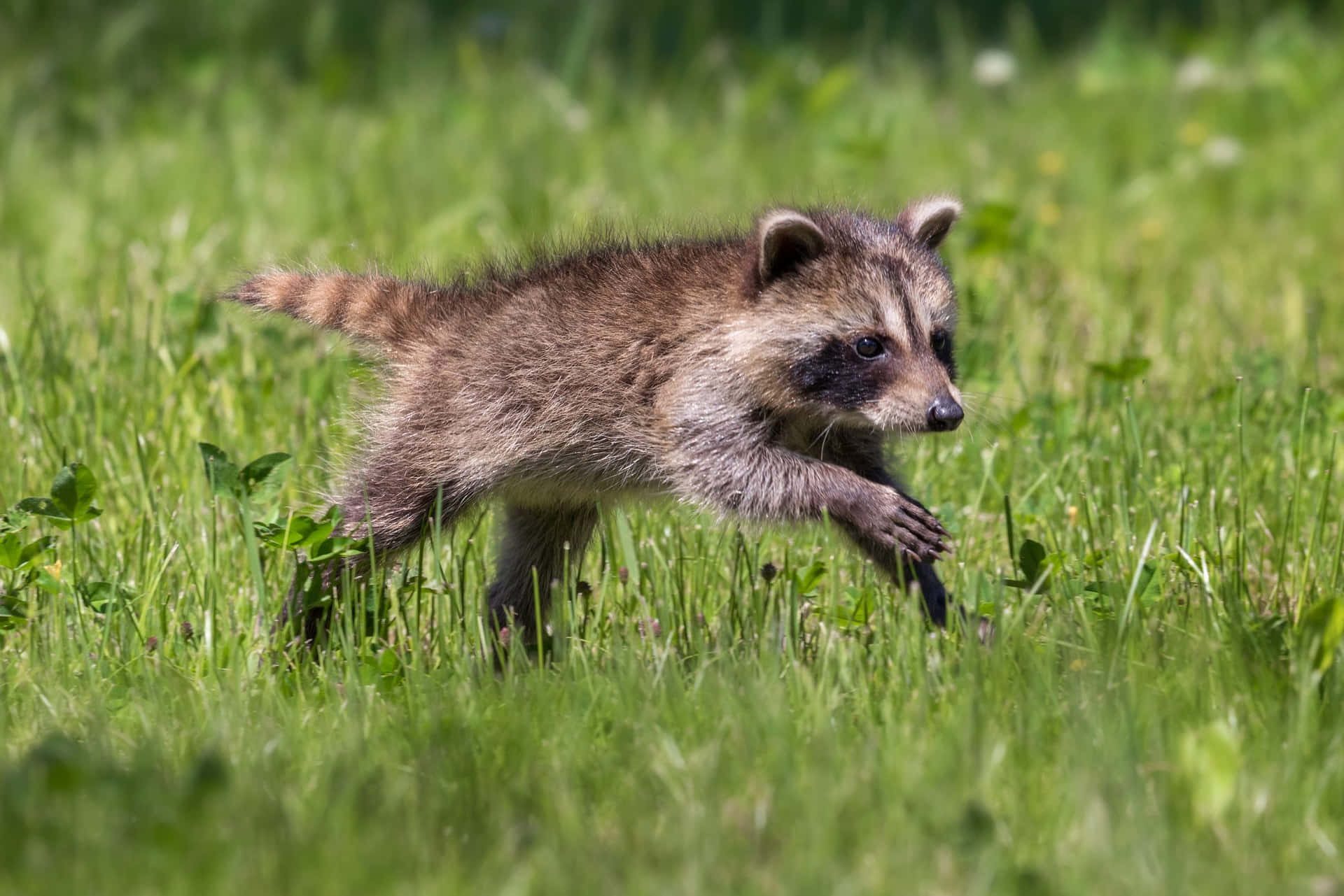 Cute Raccoon Running In Grass Picture