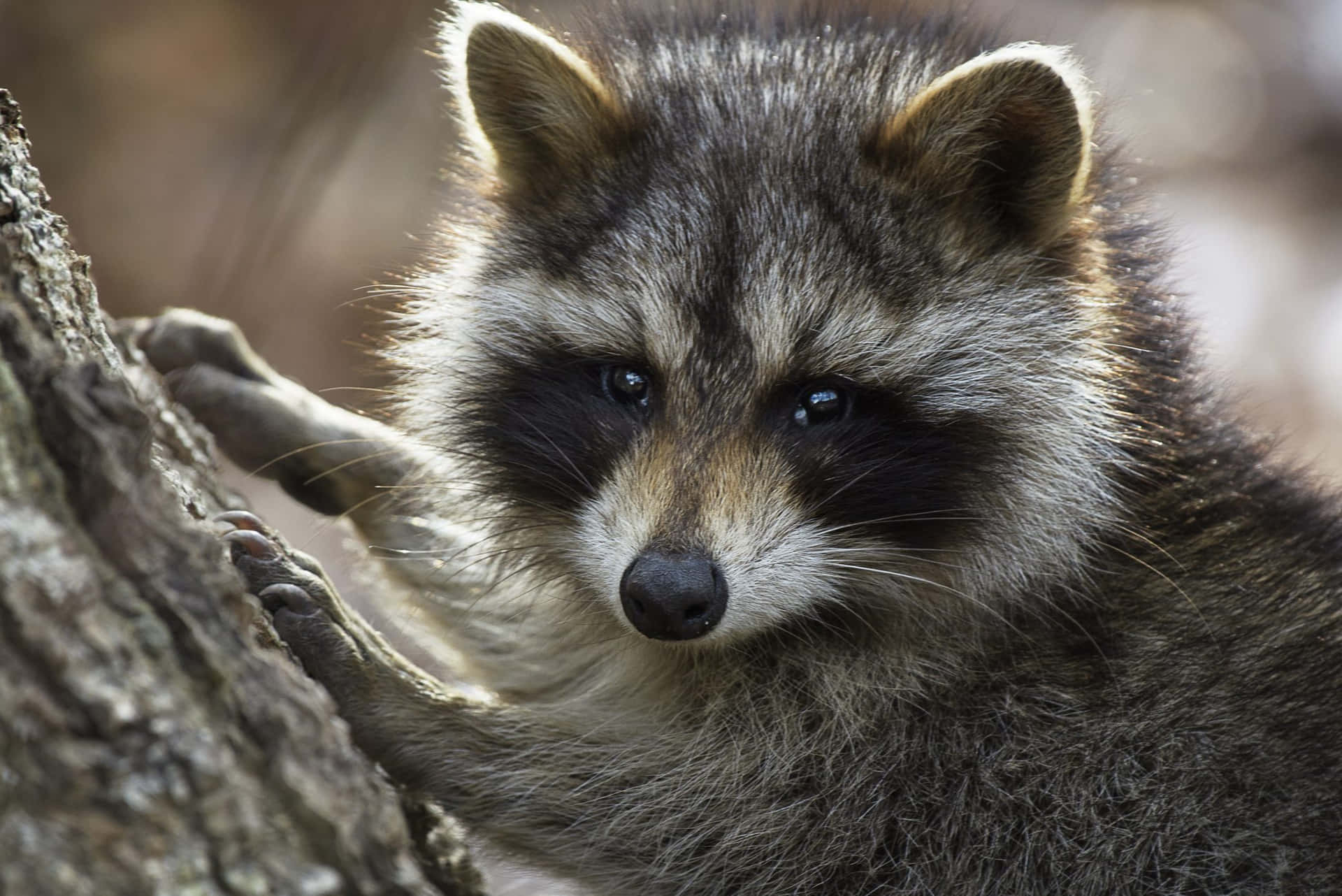 Cute Raccoon Climbing Tree Close Up Picture