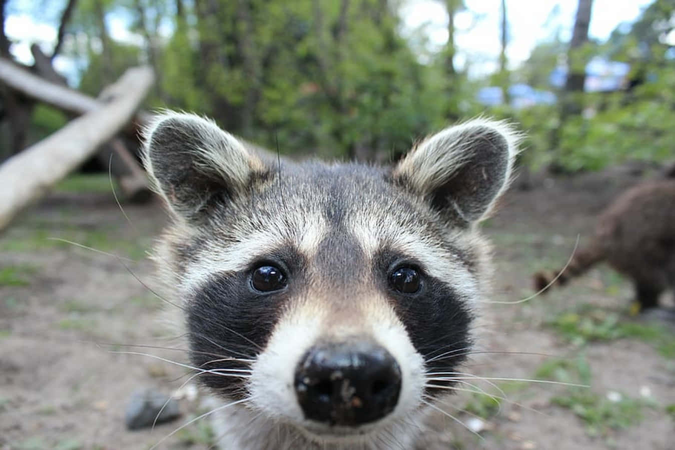 Cute Raccoon Close Up Picture