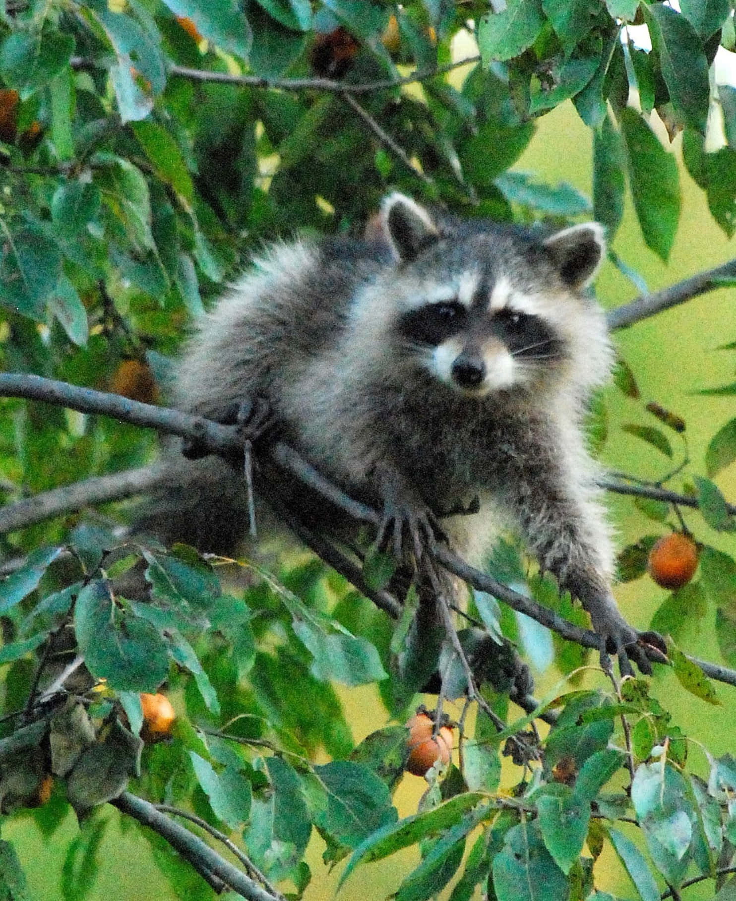 Cute Raccoon On The Branch Of Tree Picture