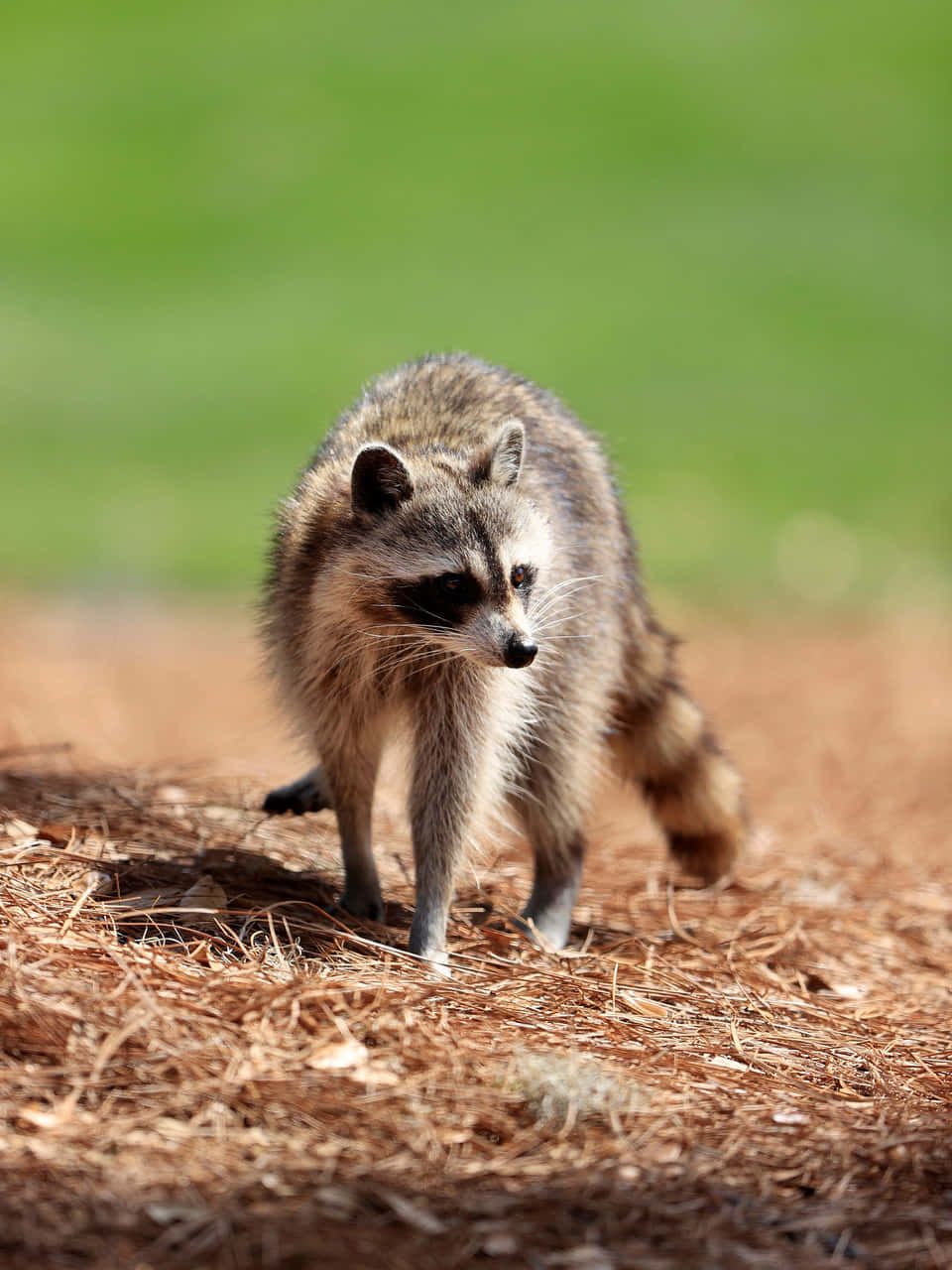 Cute Raccoon Walking On Dried Grass Picture