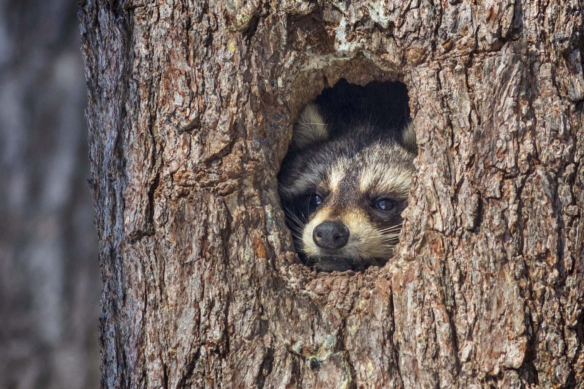 Cute Raccoon Peeking Into Tree Hole Picture