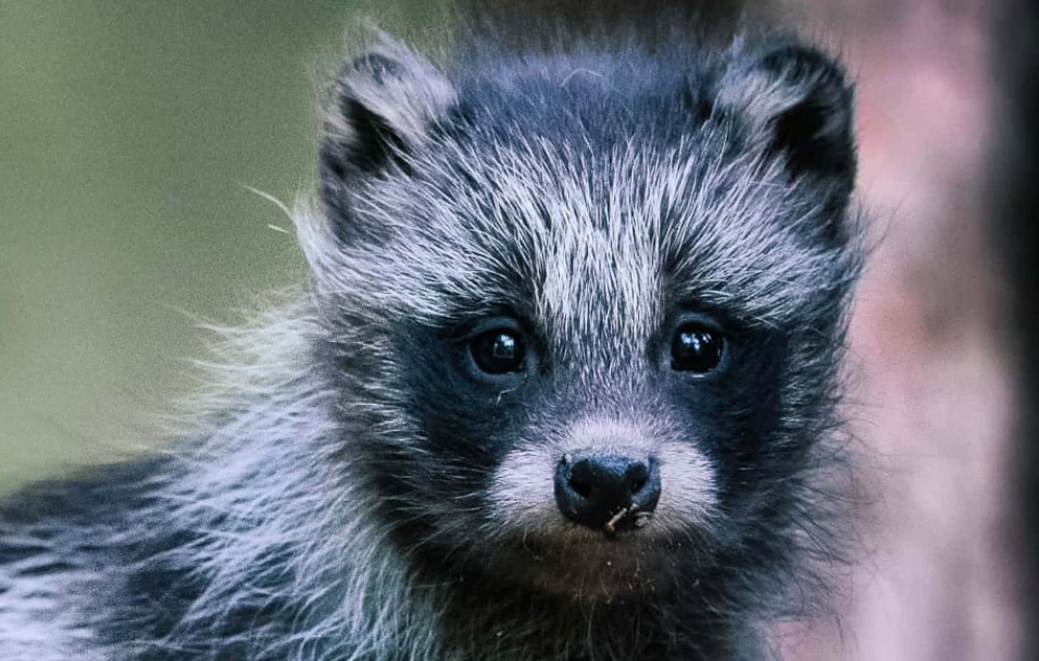 Sort og hvid sød raccoon billede tapet