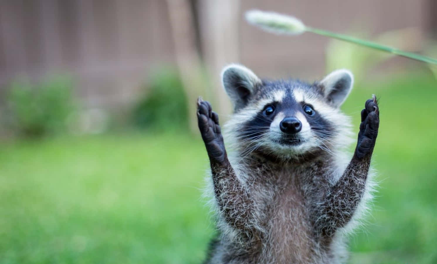 Cute Raccoon Reaching Leaf Picture