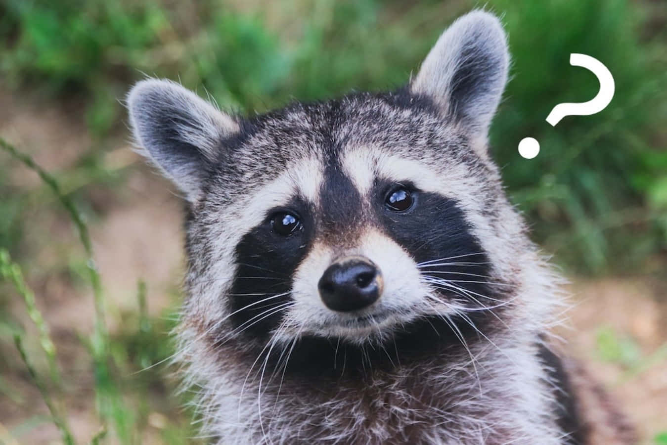 Curious Cute Raccoon Question Mark Picture