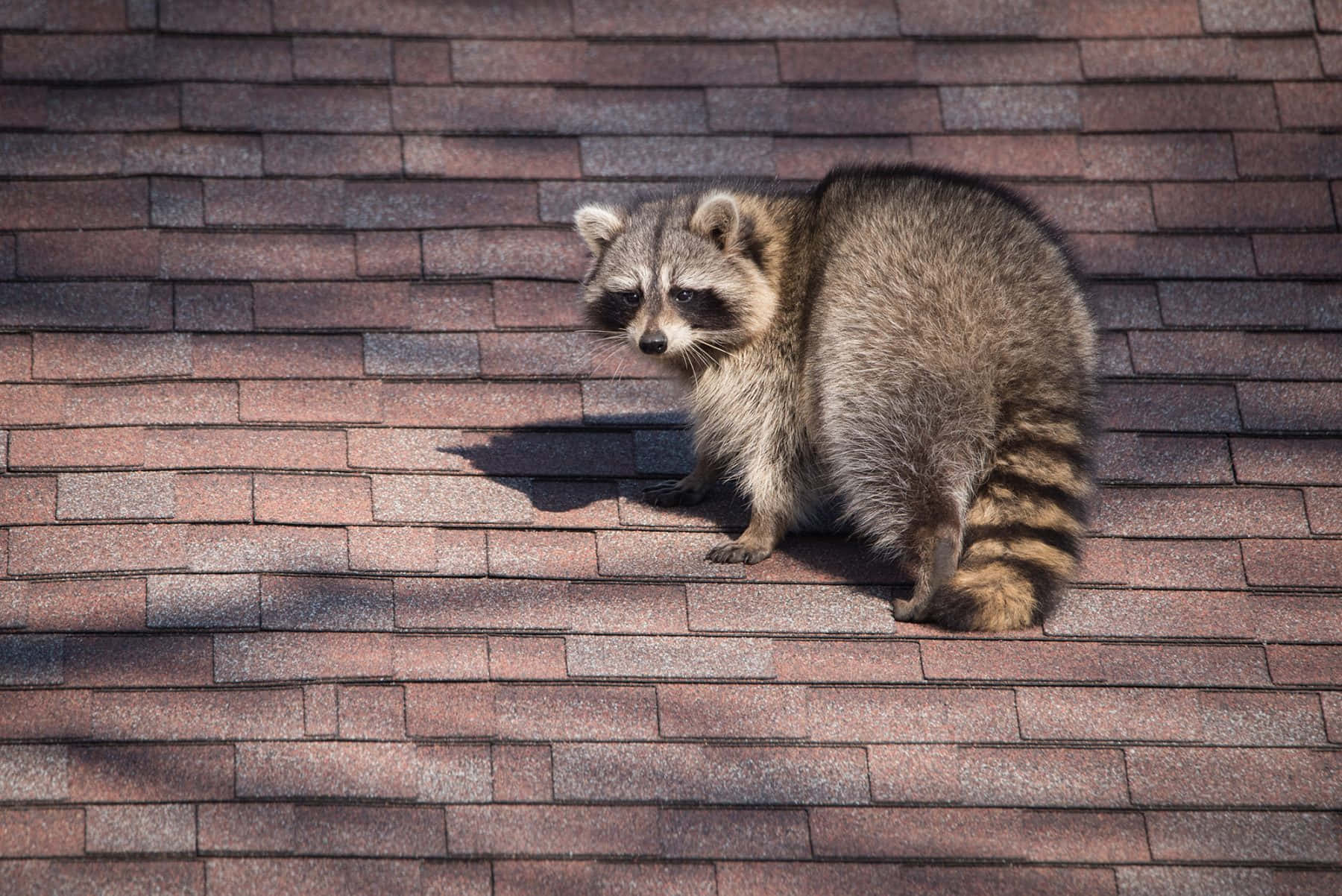 Cute Raccoon Walking On Roof Picture