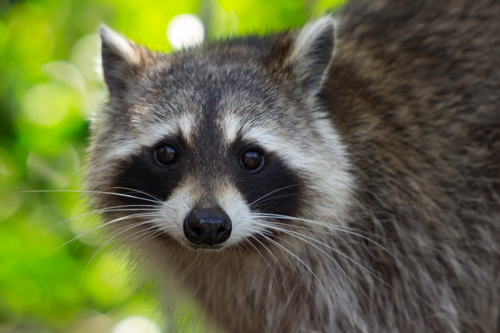 Cute Raccoon Looking Close Up Picture
