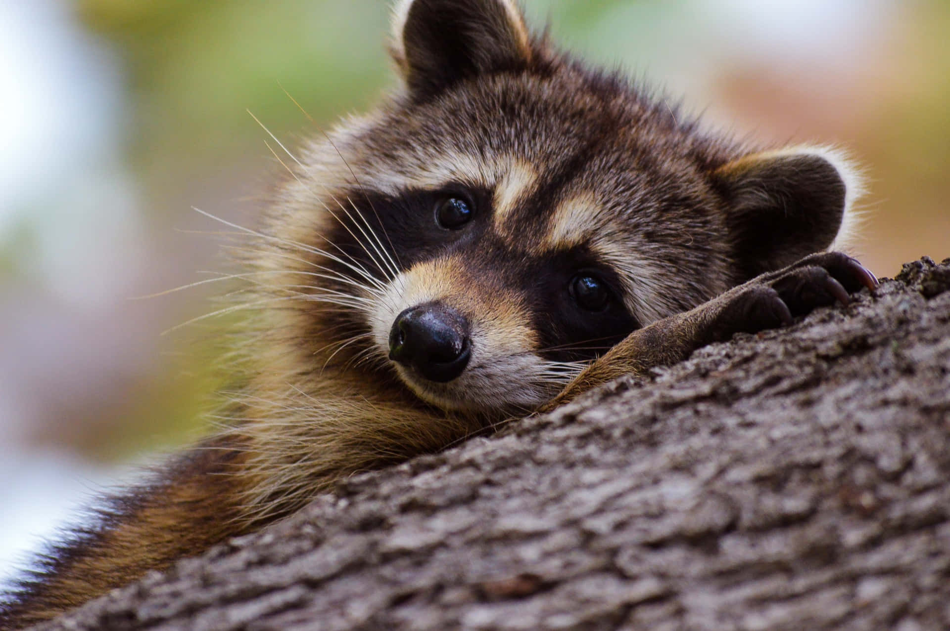 Sød raccoon sovende på træbillede tapet