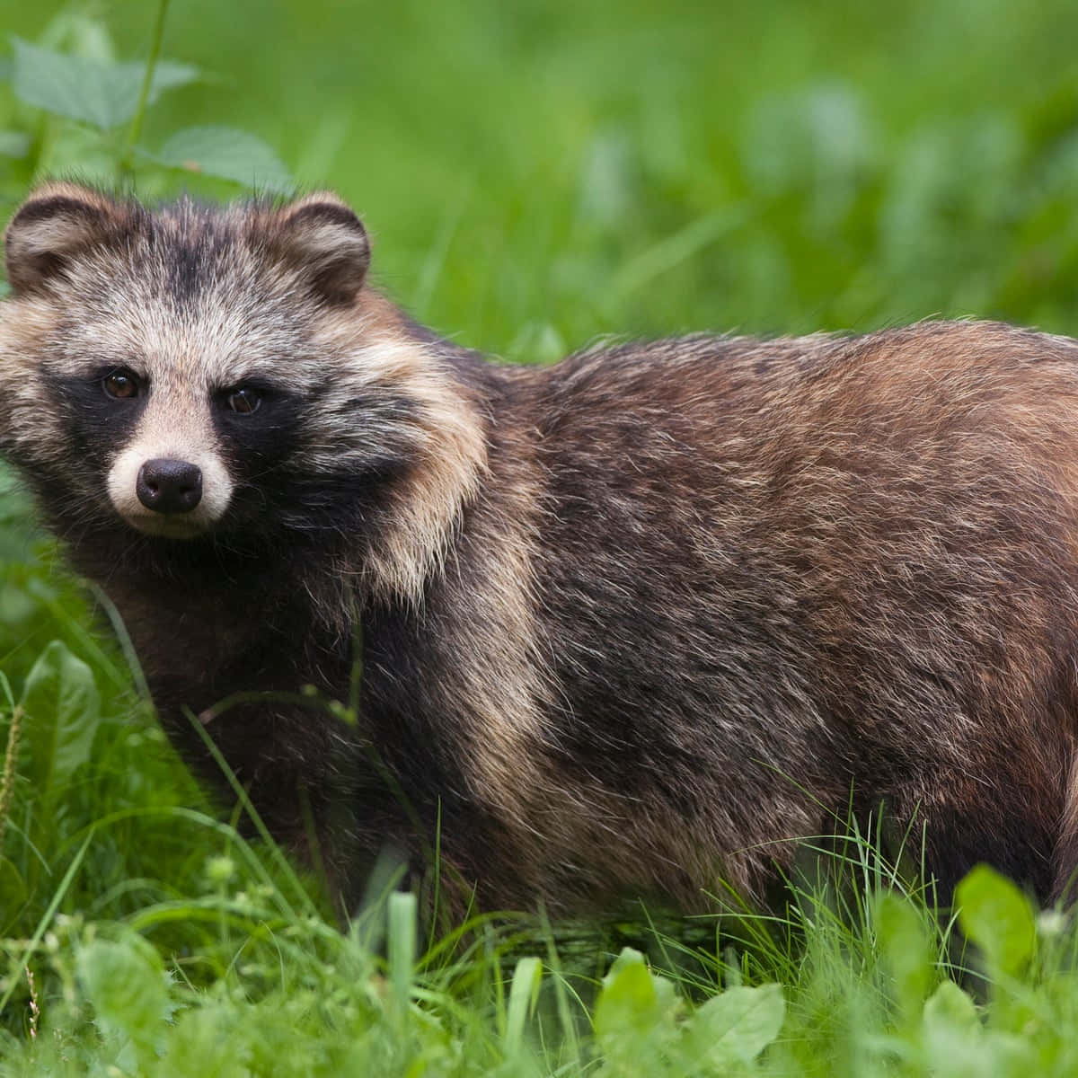 Fed Furry Sød Raccoon Billede