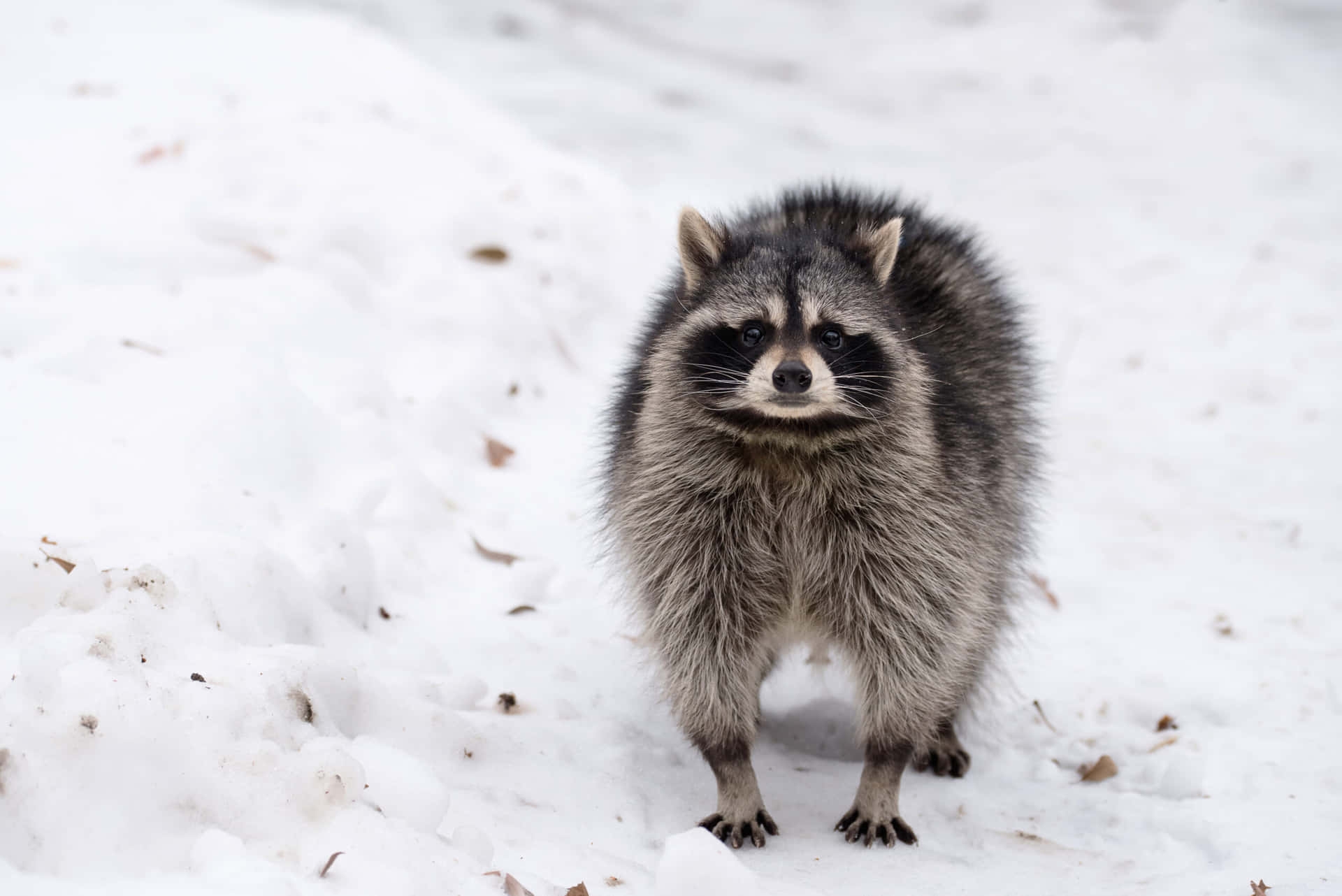 Cute Raccoon On Snow Picture