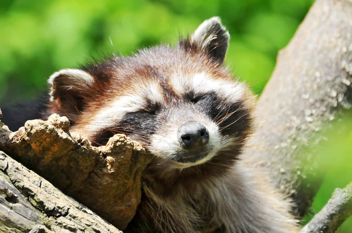 Cute Raccoon Sleeping On Tree Trunk Picture